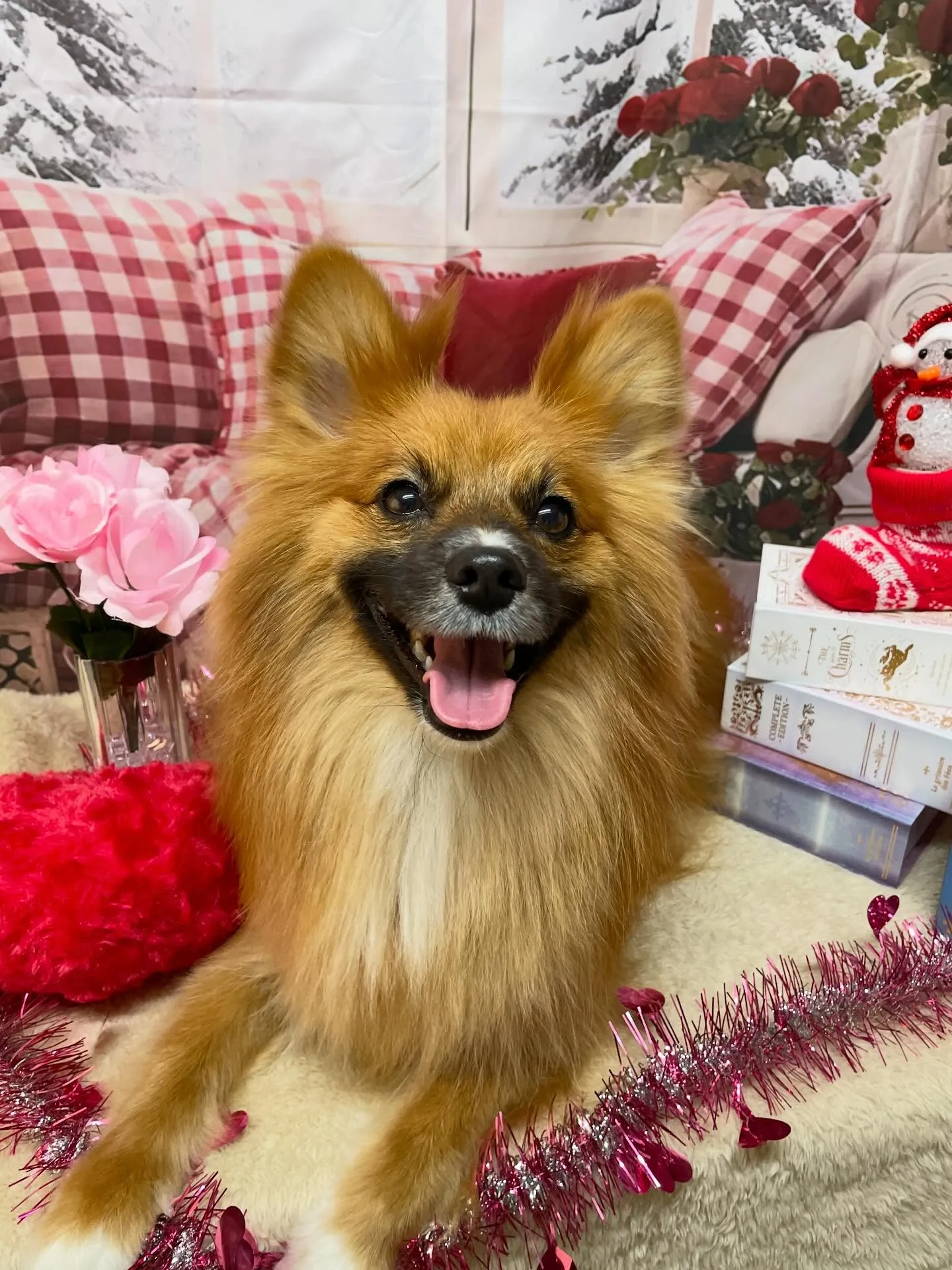 🍃2/18のトリミング🍃ミックス犬🐶｜名東区・千種区・守山区...