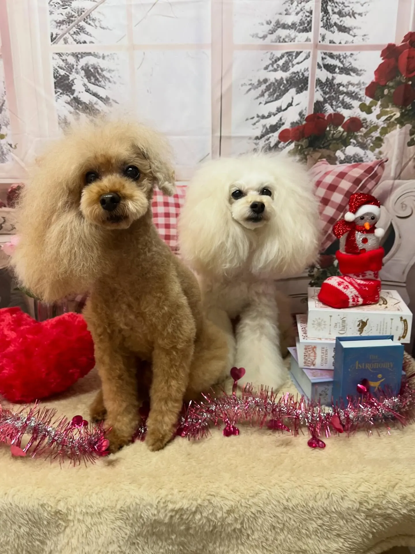 🍃2/20のトリミング🍃プードル🐶｜名東区・千種区・守山区の...