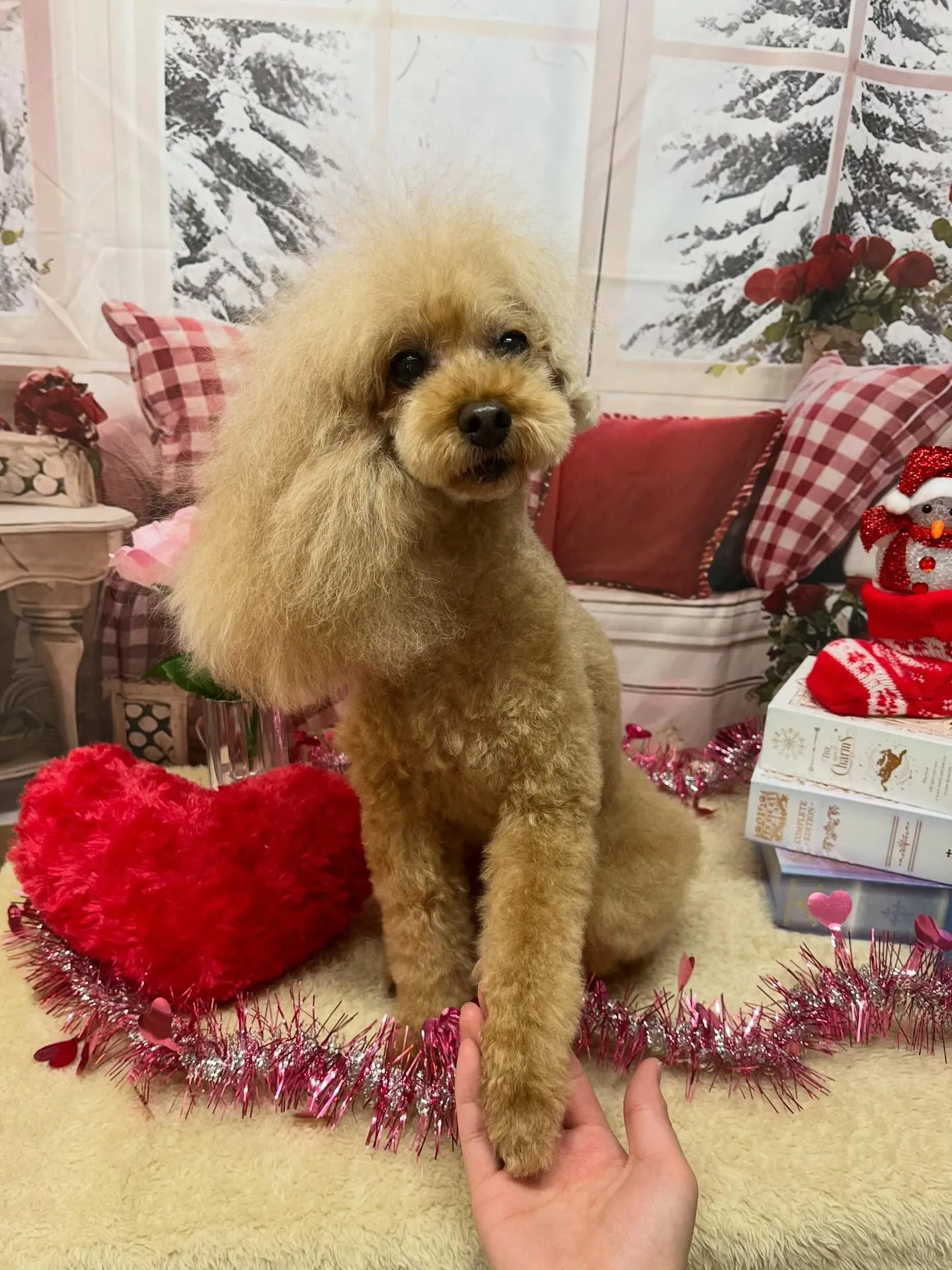 🍃2/20のトリミング🍃プードル🐶｜名東区・千種区・守山区の...