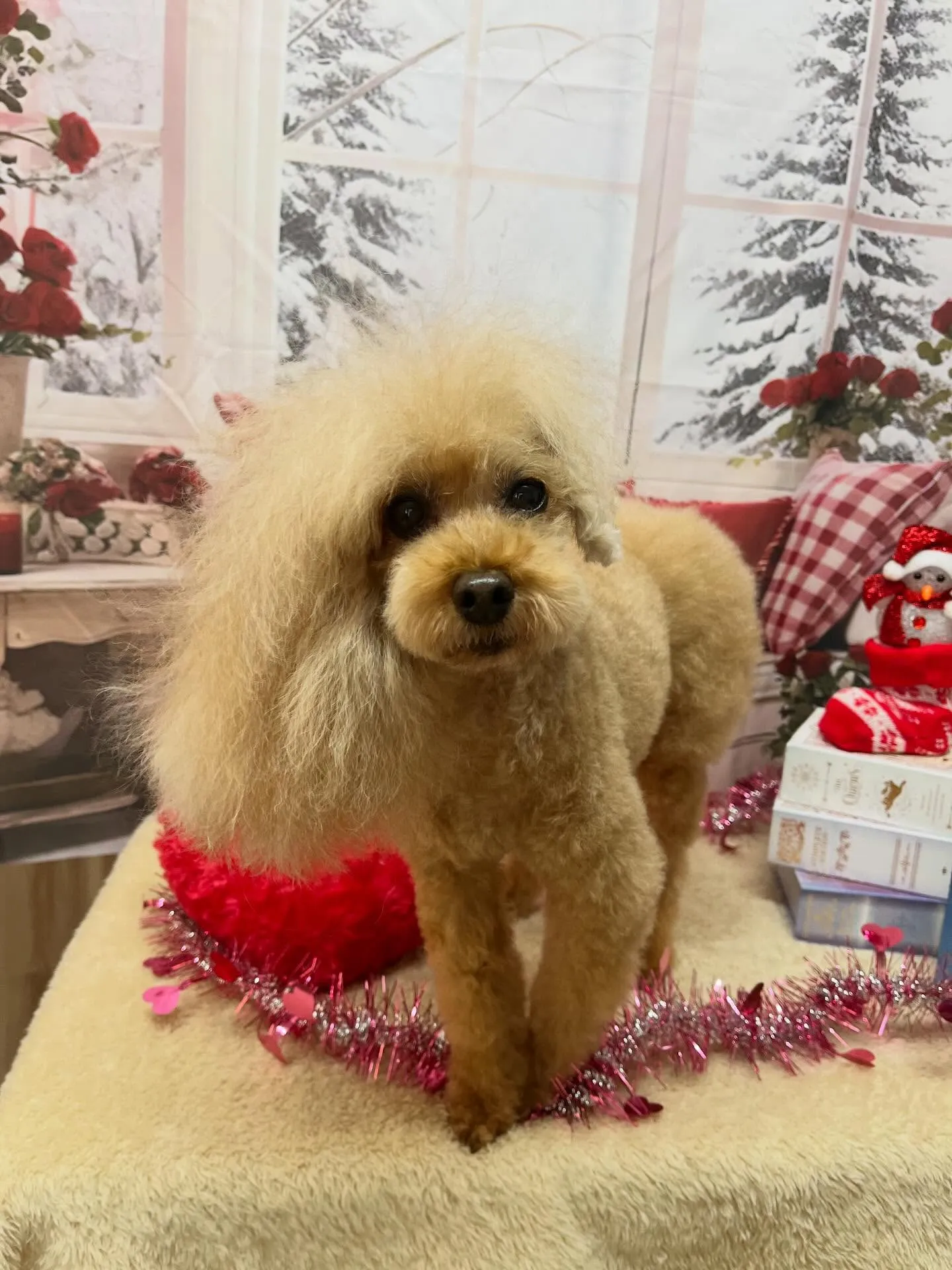 🍃2/20のトリミング🍃プードル🐶｜名東区・千種区・守山区の...