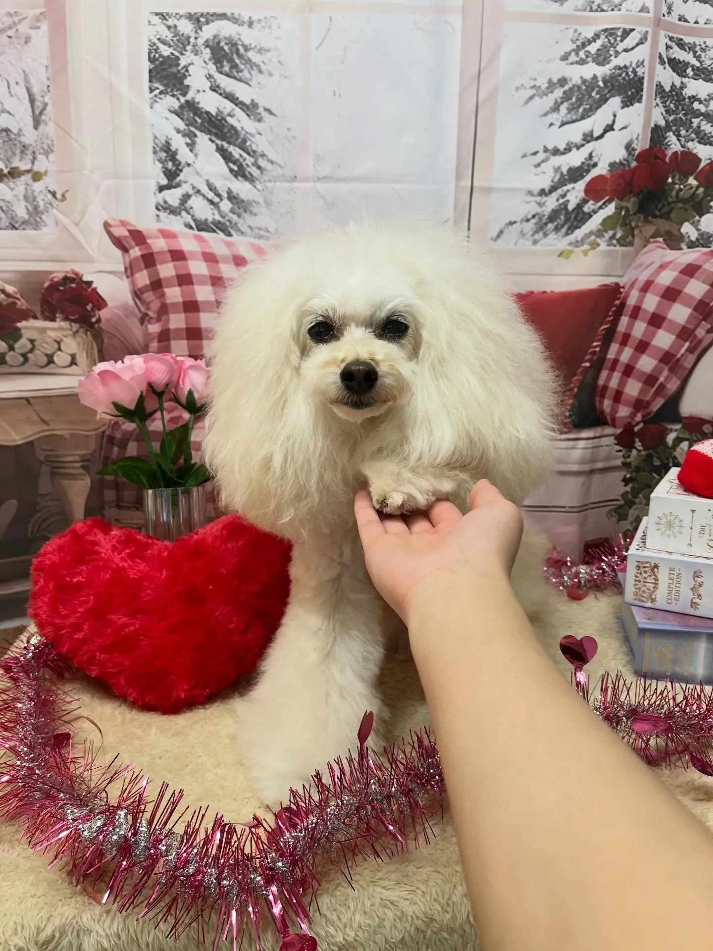 🍃2/20のトリミング🍃プードル🐶｜名東区・千種区・守山区の...