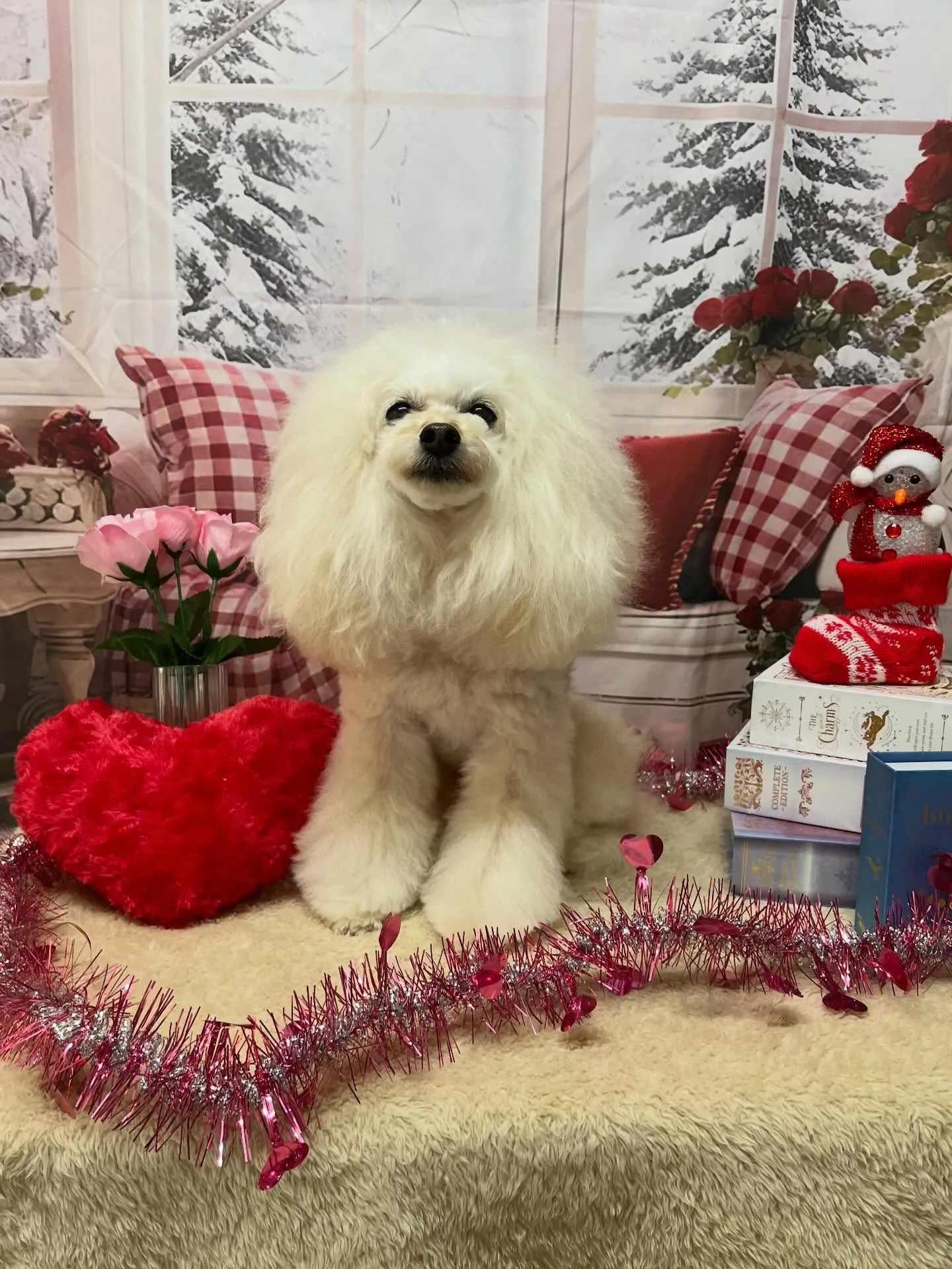 🍃2/20のトリミング🍃プードル🐶｜名東区・千種区・守山区の...