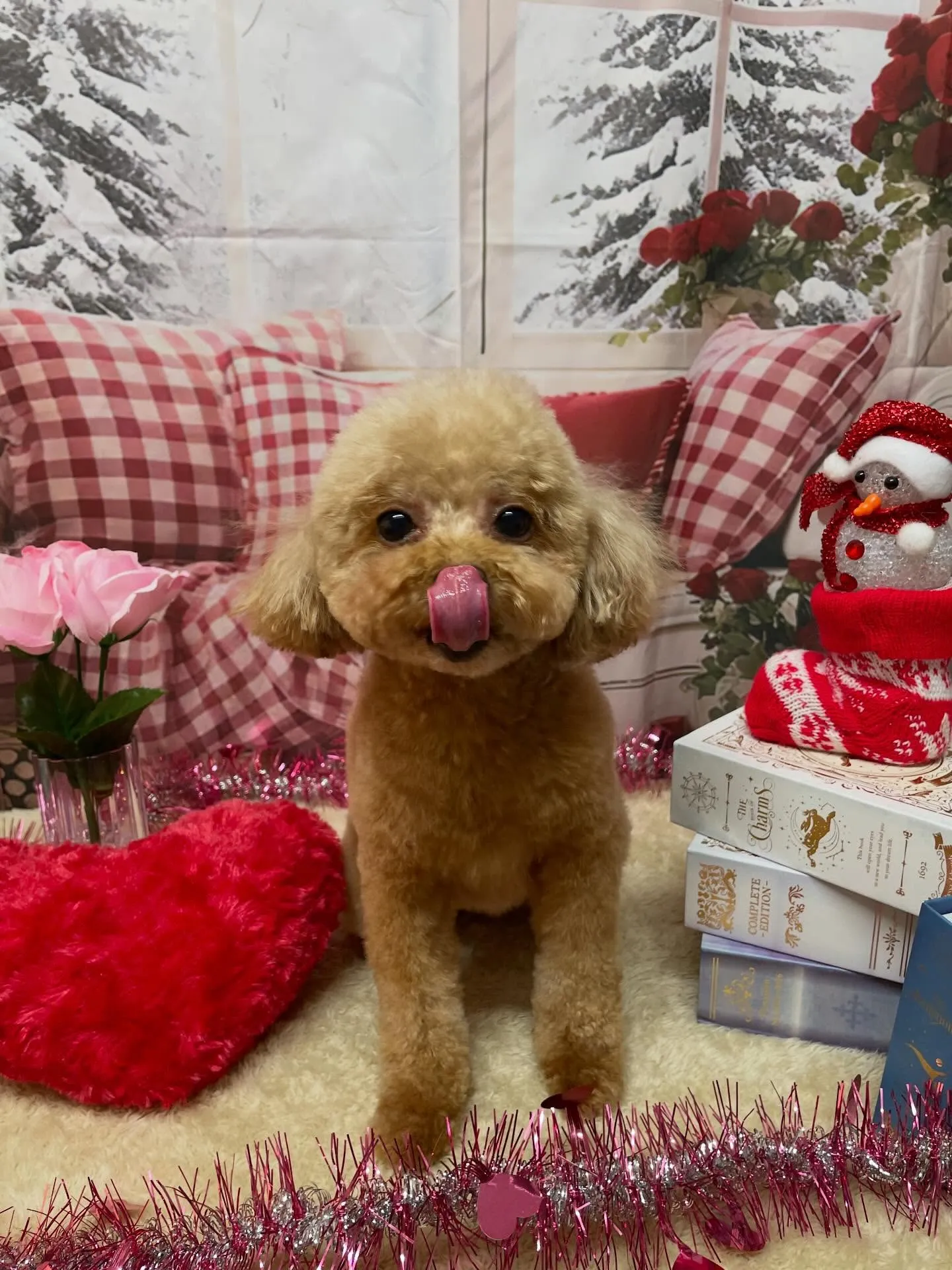 🍃2/20のトリミング🍃プードル🐶｜名東区・千種区・守山区の...