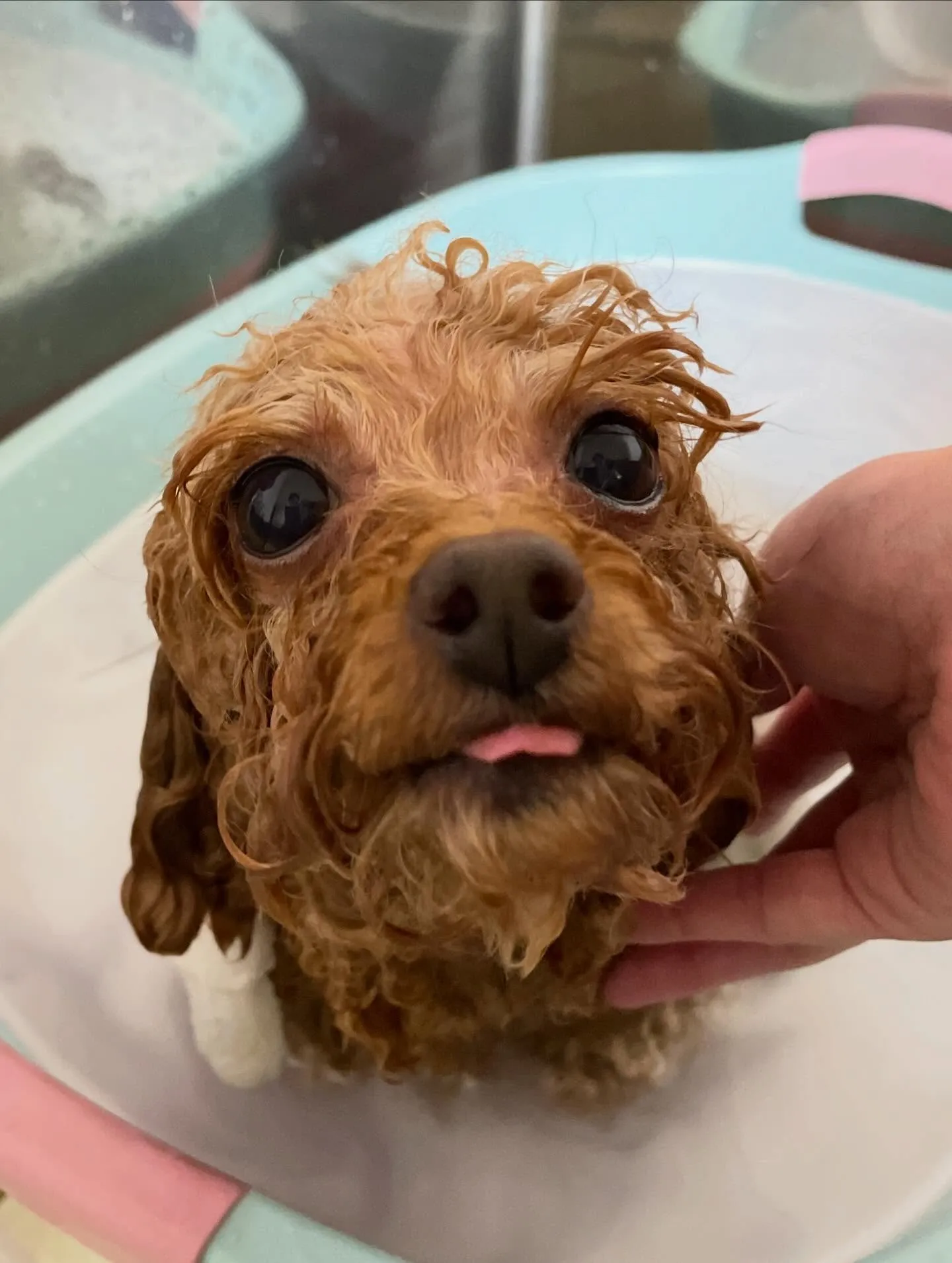 🍃2/20のトリミング🍃プードル🐶｜名東区・千種区・守山区の...