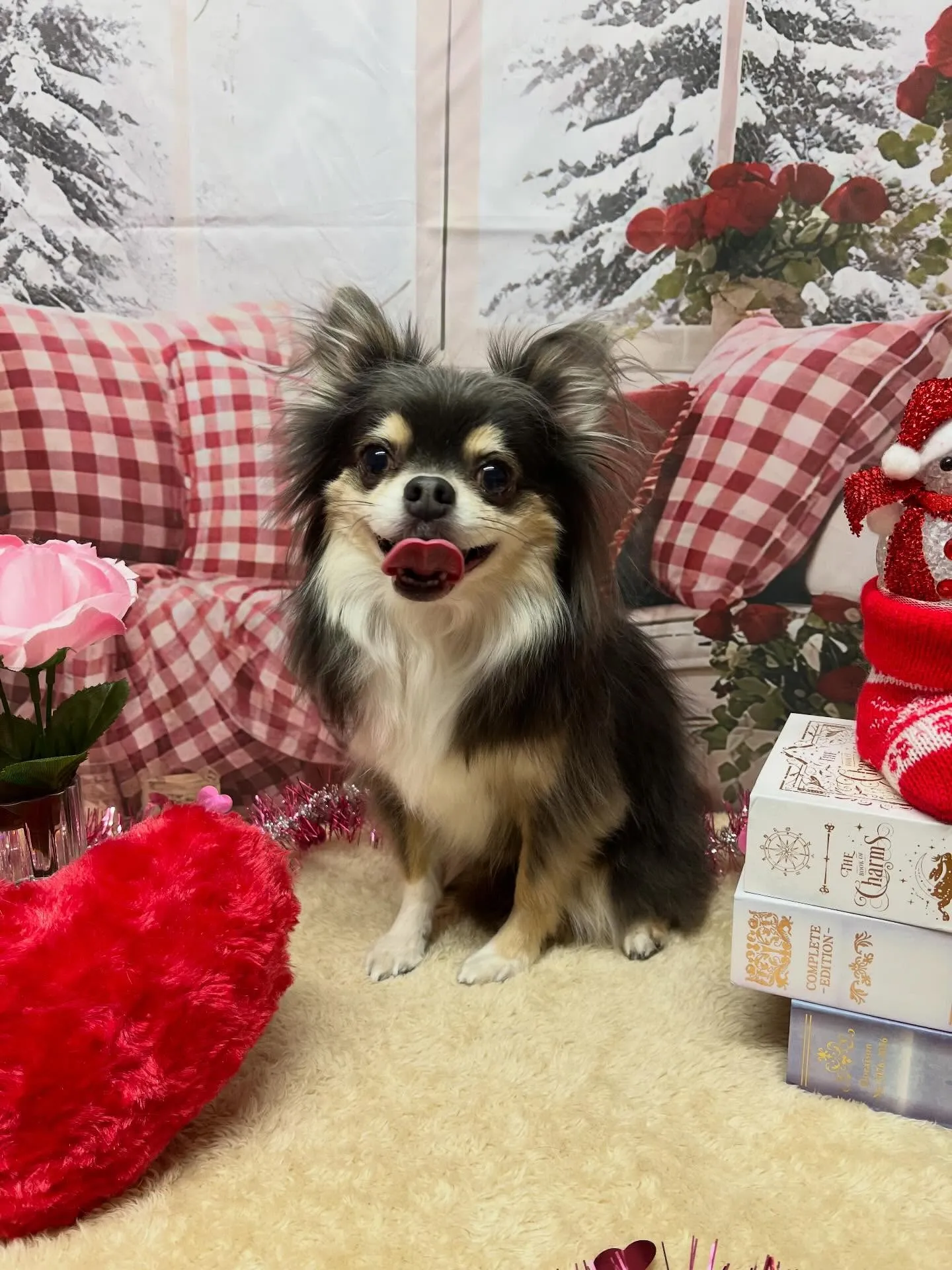 🍃2/20のトリミング🍃チワワ🐶｜名東区・千種区・守山区の動...