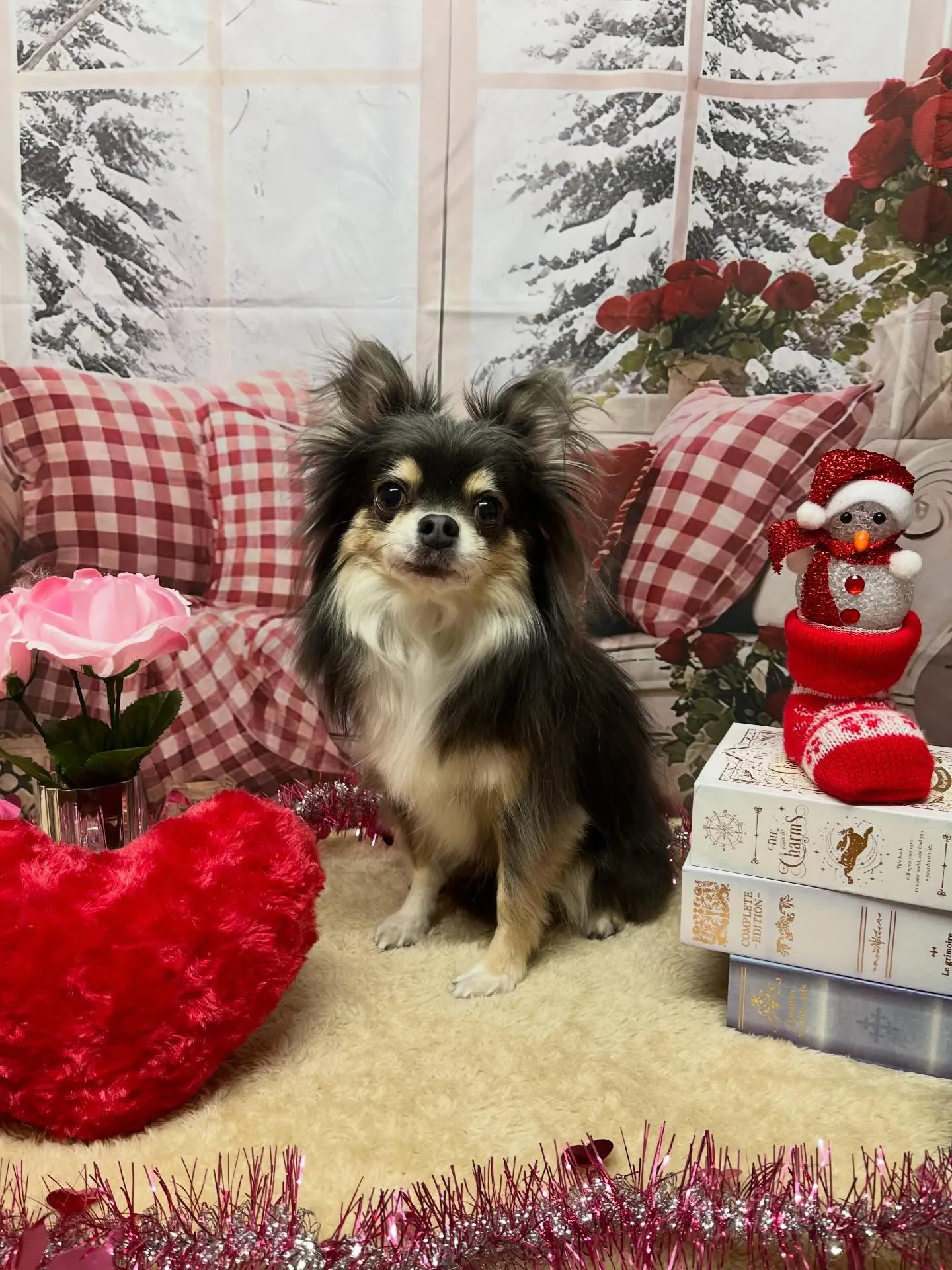 🍃2/20のトリミング🍃チワワ🐶｜名東区・千種区・守山区の動...