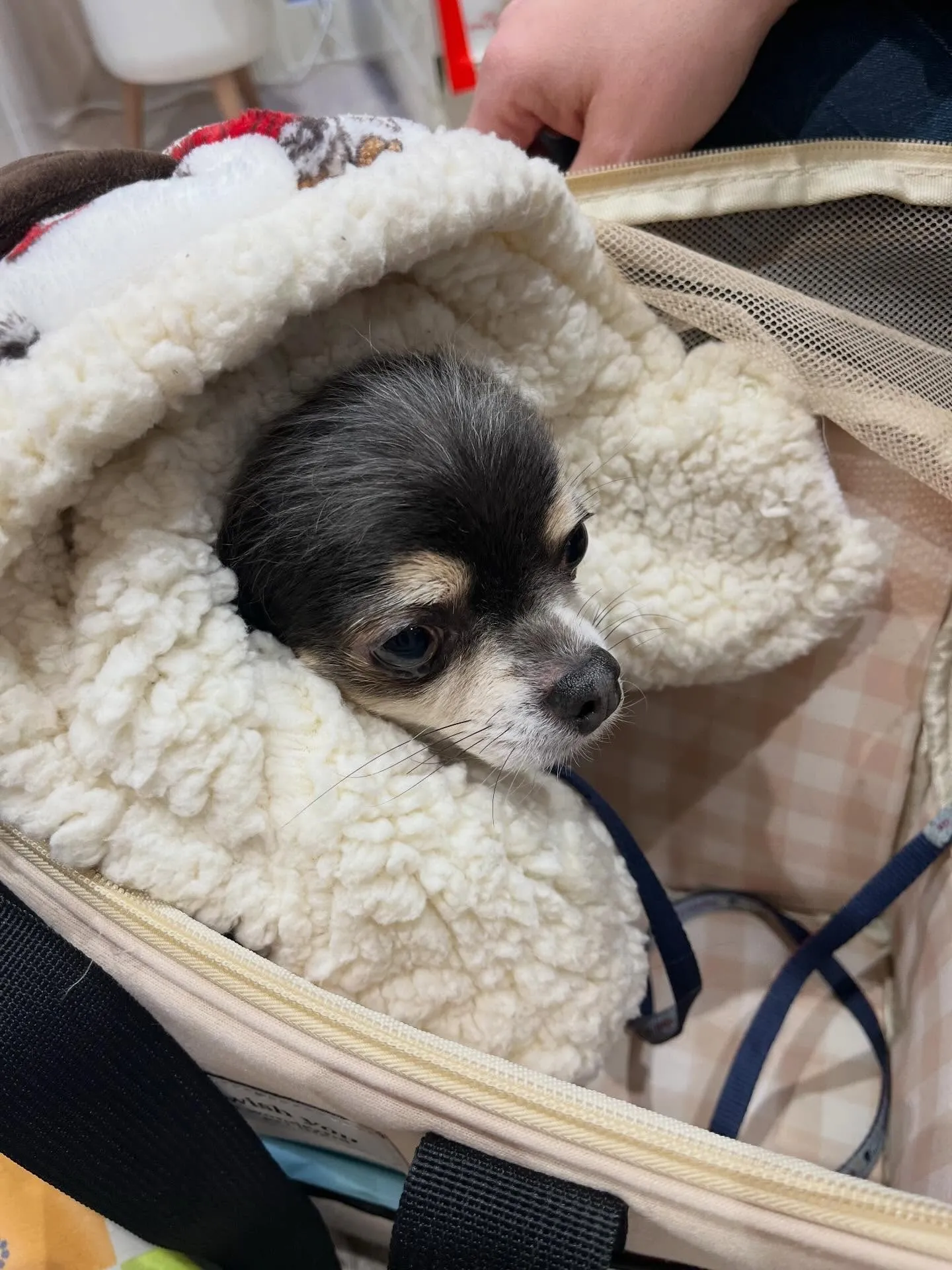 🍃2/20のトリミング🍃チワワ🐶｜名東区・千種区・守山区の動...