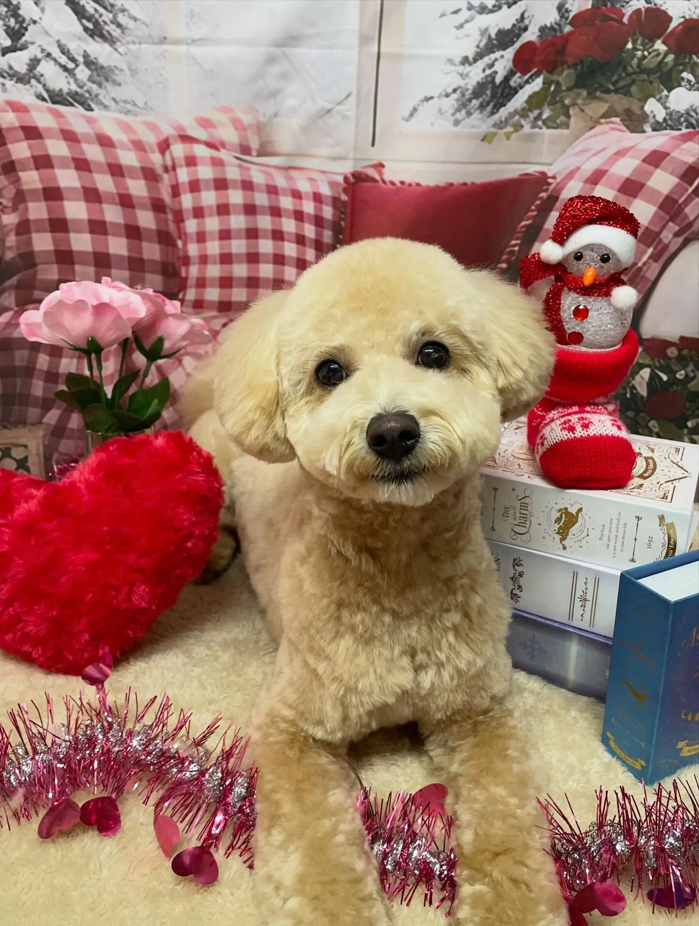 🍃2/21のトリミング🍃ミックス犬🐶｜名東区・千種区・守山区...