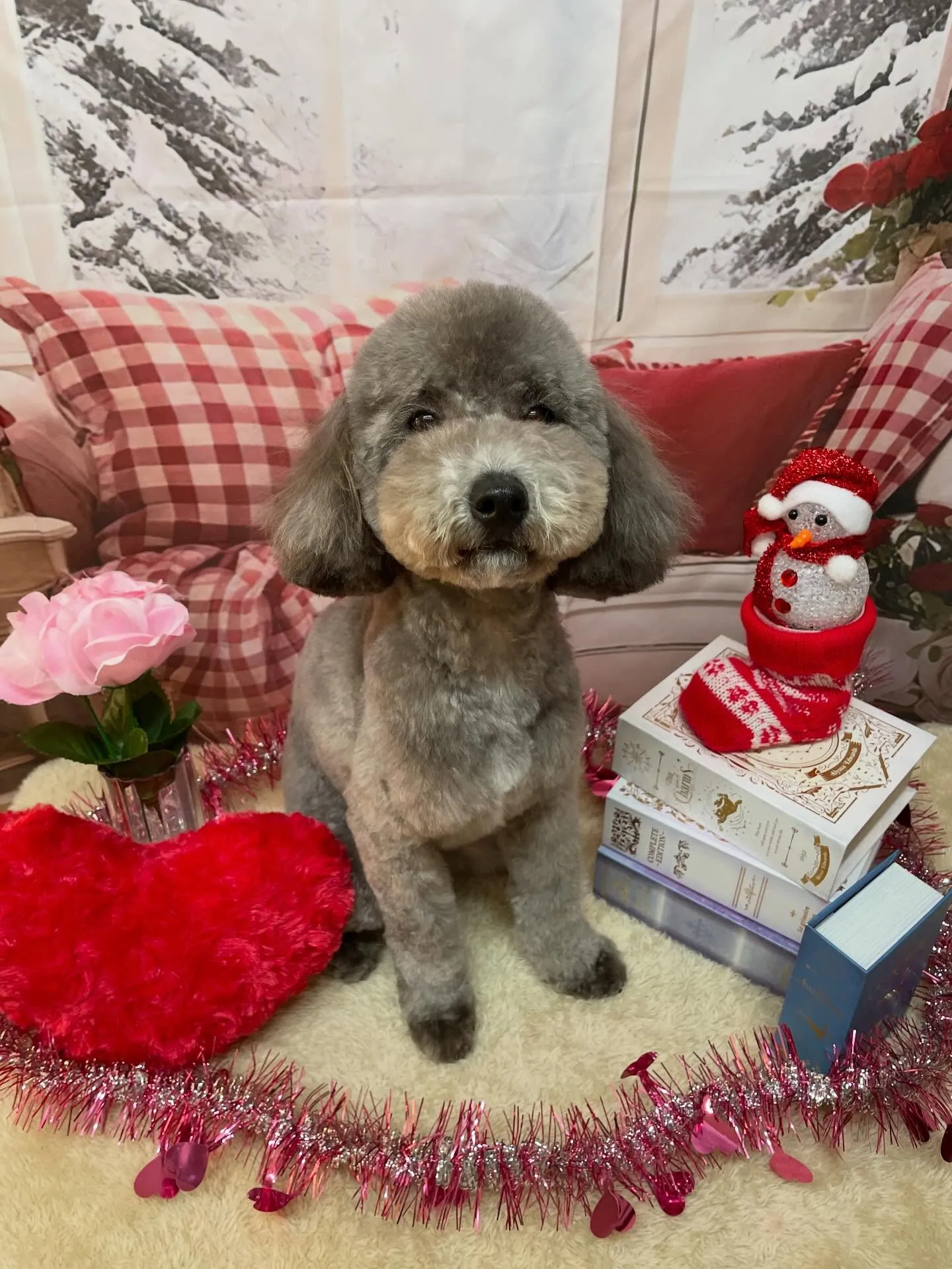 🍃2/21のトリミング🍃プードル🐶|名東区・千種区・守山区の...