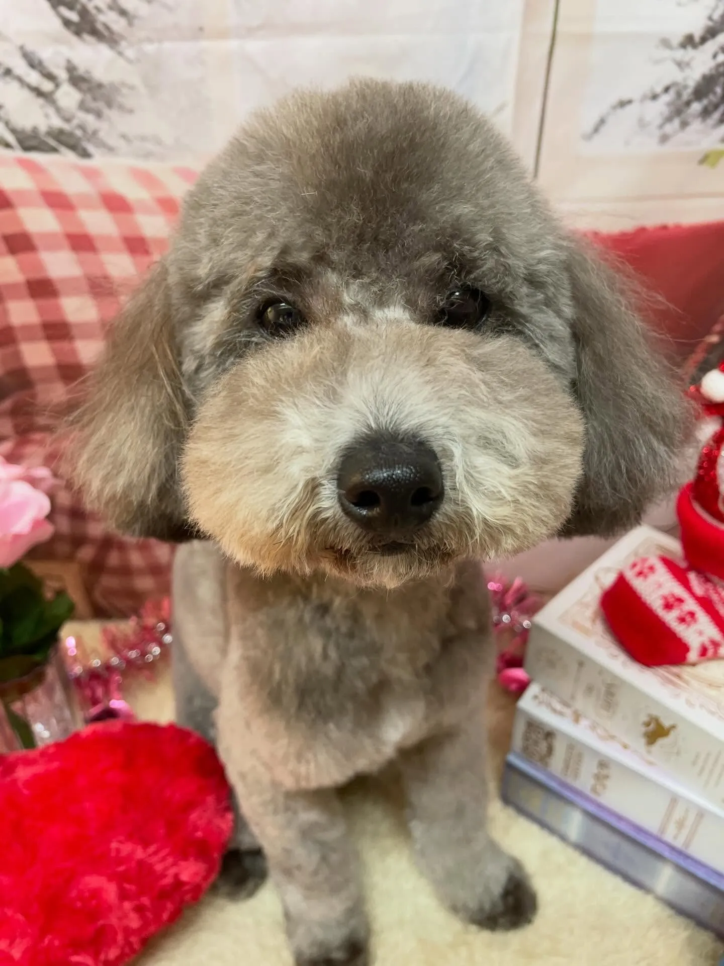 🍃2/21のトリミング🍃プードル🐶｜名東区・千種区・守山区の...