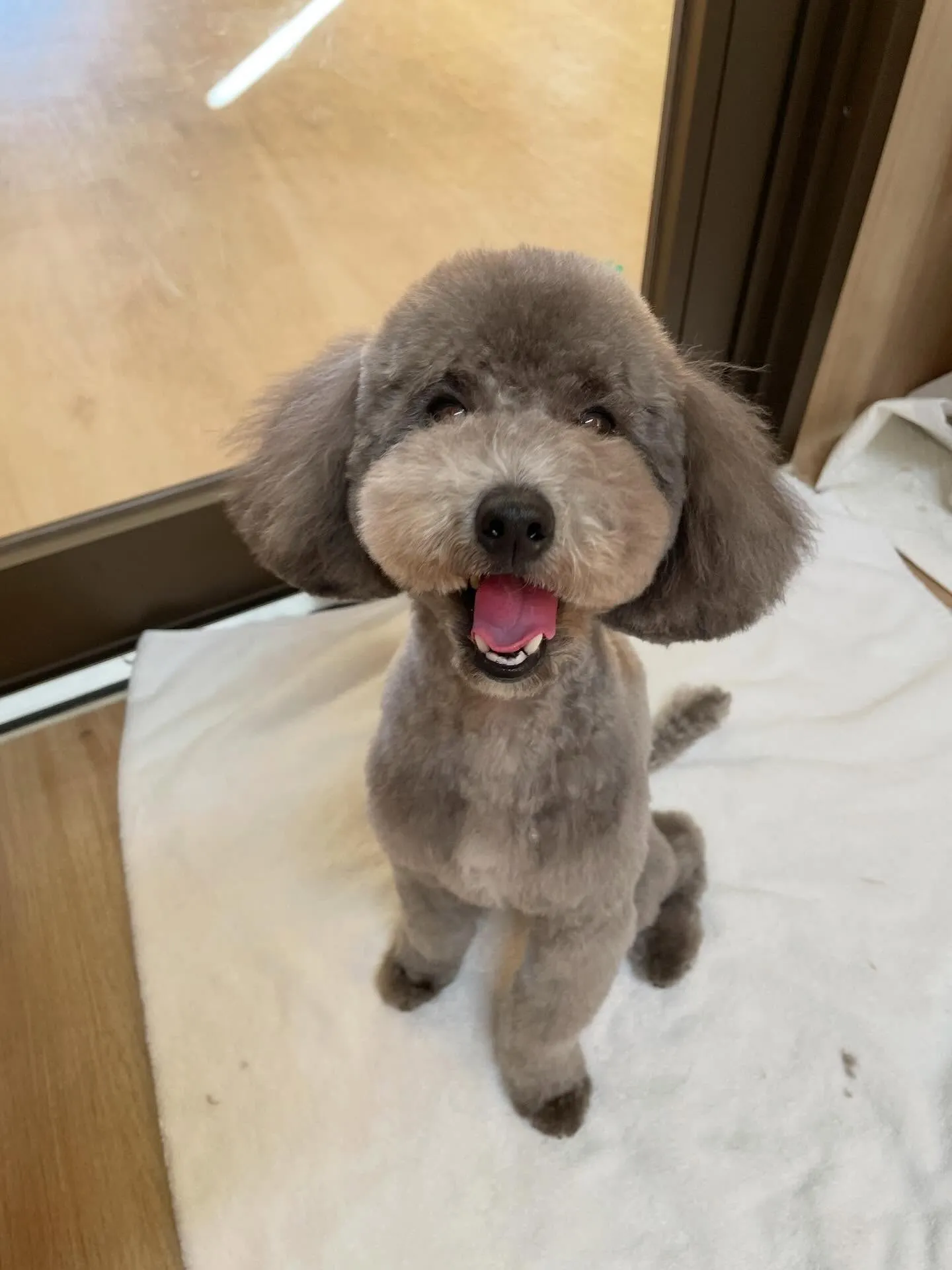 🍃2/21のトリミング🍃プードル🐶｜名東区・千種区・守山区の...