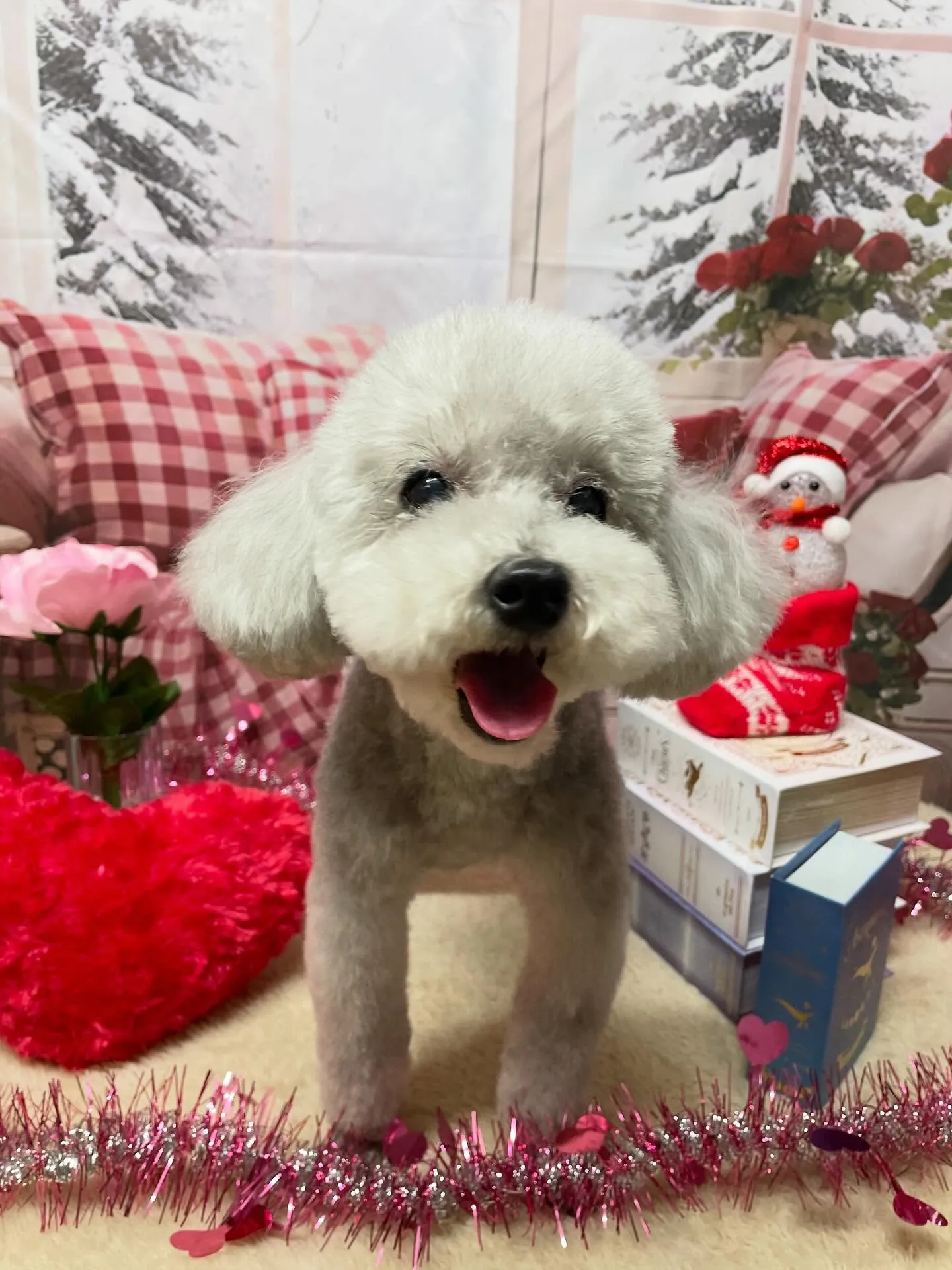 🍃2/21のトリミング🍃プードル🐶｜名東区・千種区・守山区の...