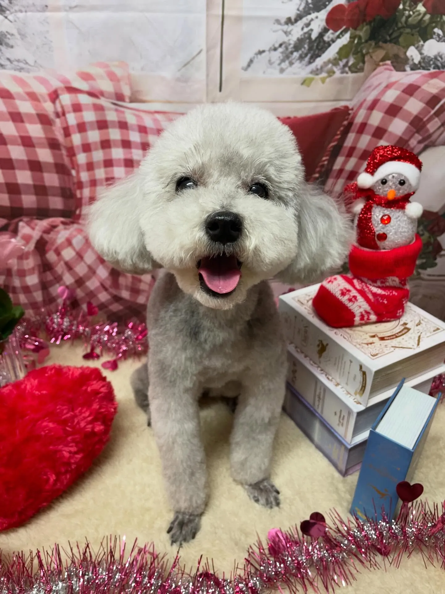🍃2/21のトリミング🍃プードル🐶｜名東区・千種区・守山区の...