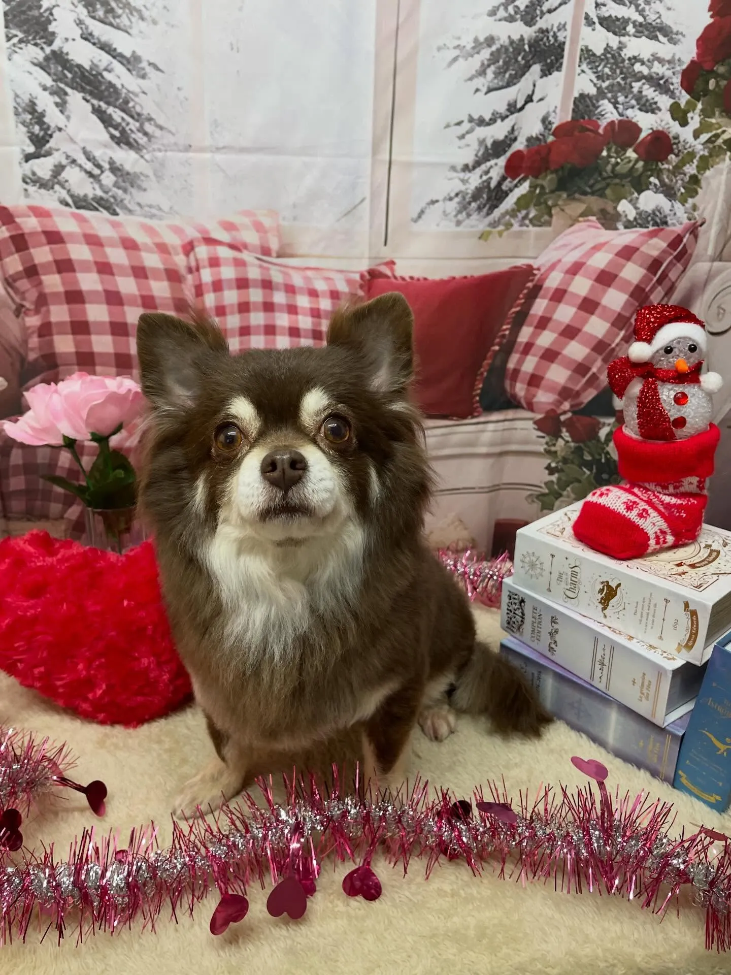 🍃2/22のトリミング🍃チワワ🐶|名東区・千種区・守山区の動...