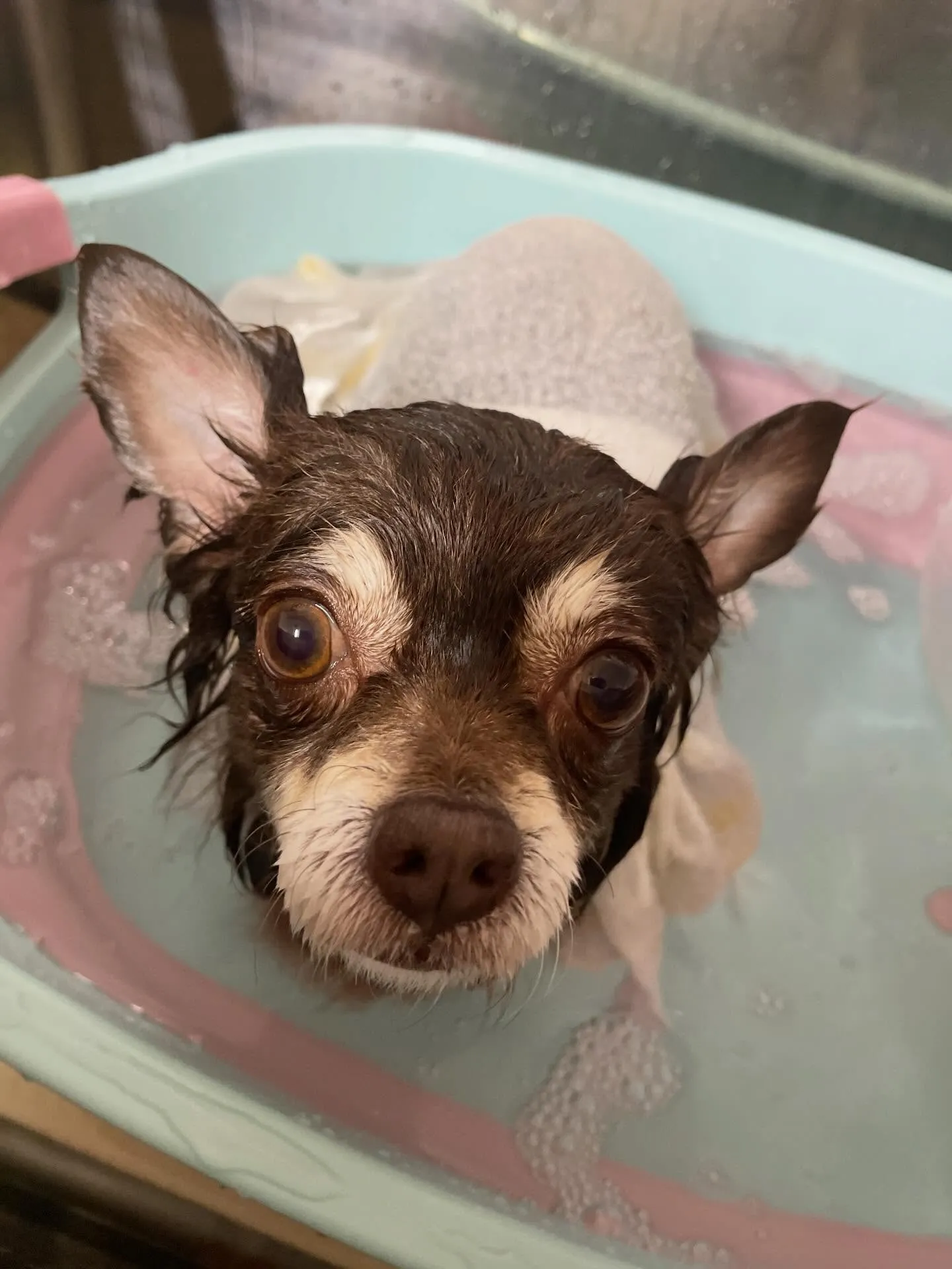 🍃2/22のトリミング🍃チワワ🐶｜名東区・千種区・守山区の動...