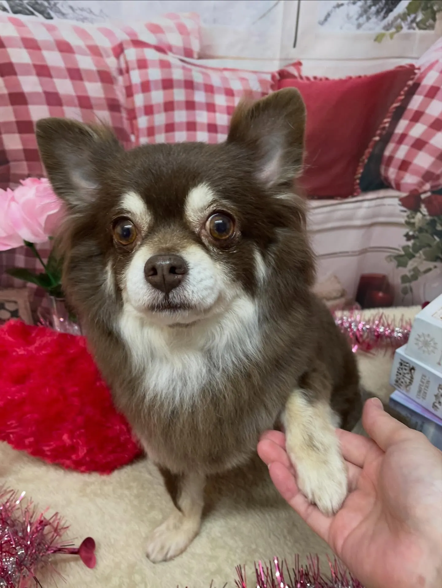 🍃2/22のトリミング🍃チワワ🐶｜名東区・千種区・守山区の動...