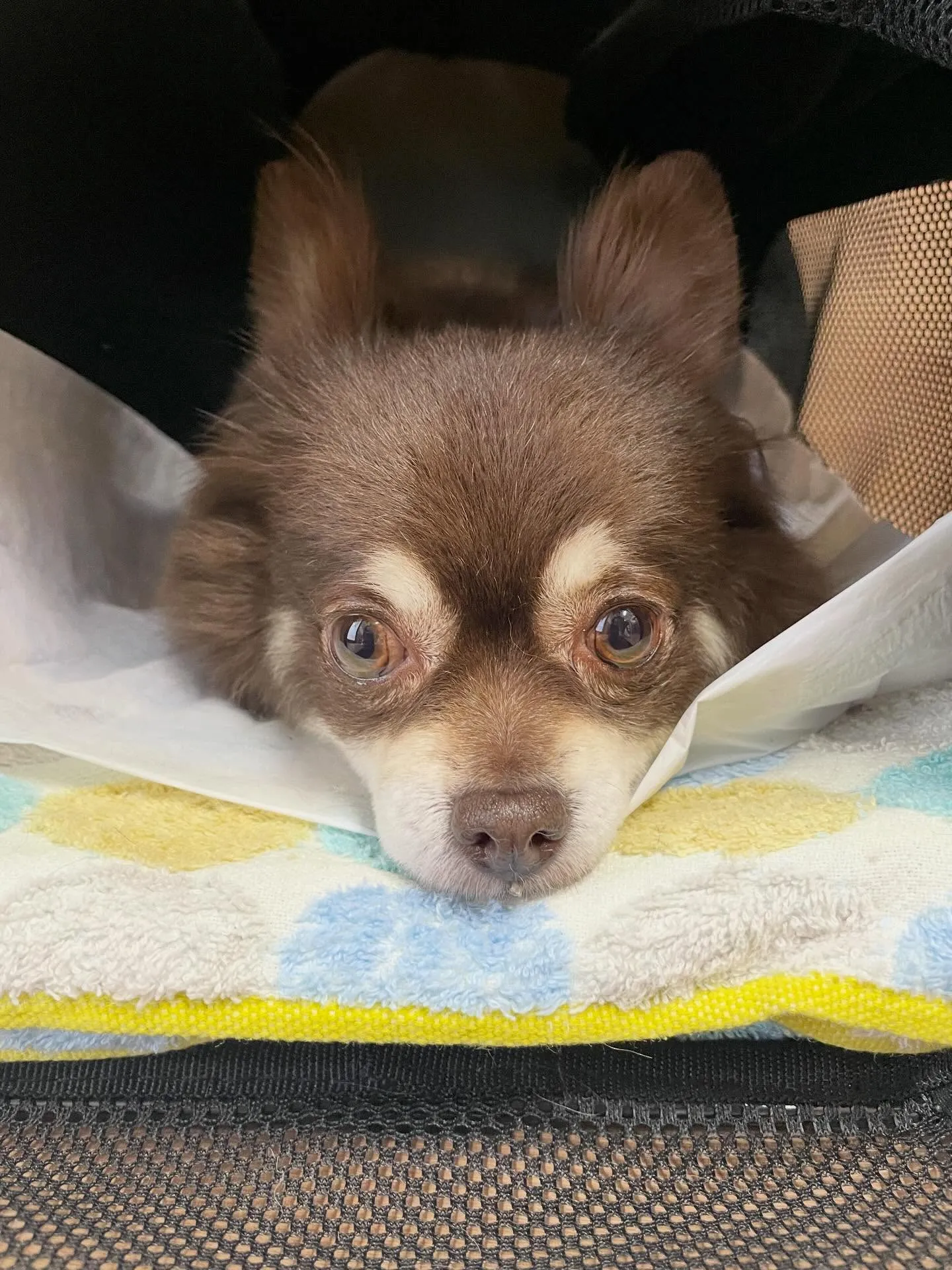 🍃2/22のトリミング🍃チワワ🐶｜名東区・千種区・守山区の動...