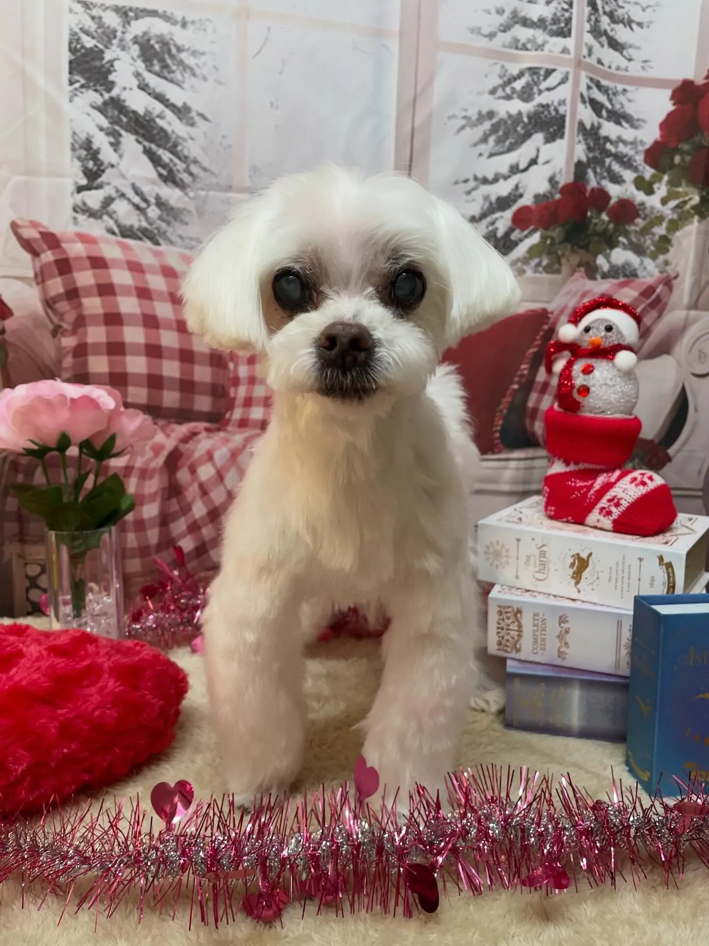 🍃2/22のトリミング🍃マルチーズ🐶|名東区・千種区・守山区...