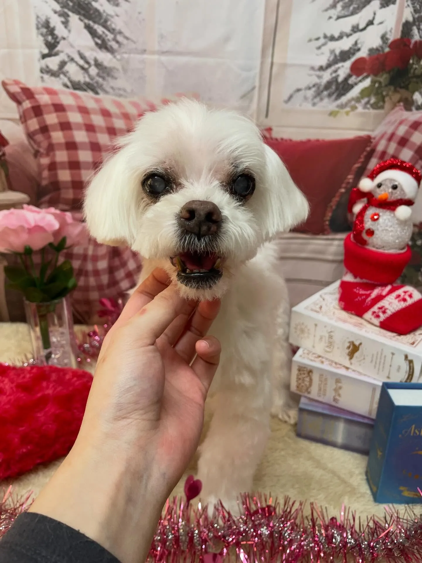 🍃2/22のトリミング🍃マルチーズ🐶｜名東区・千種区・守山区...