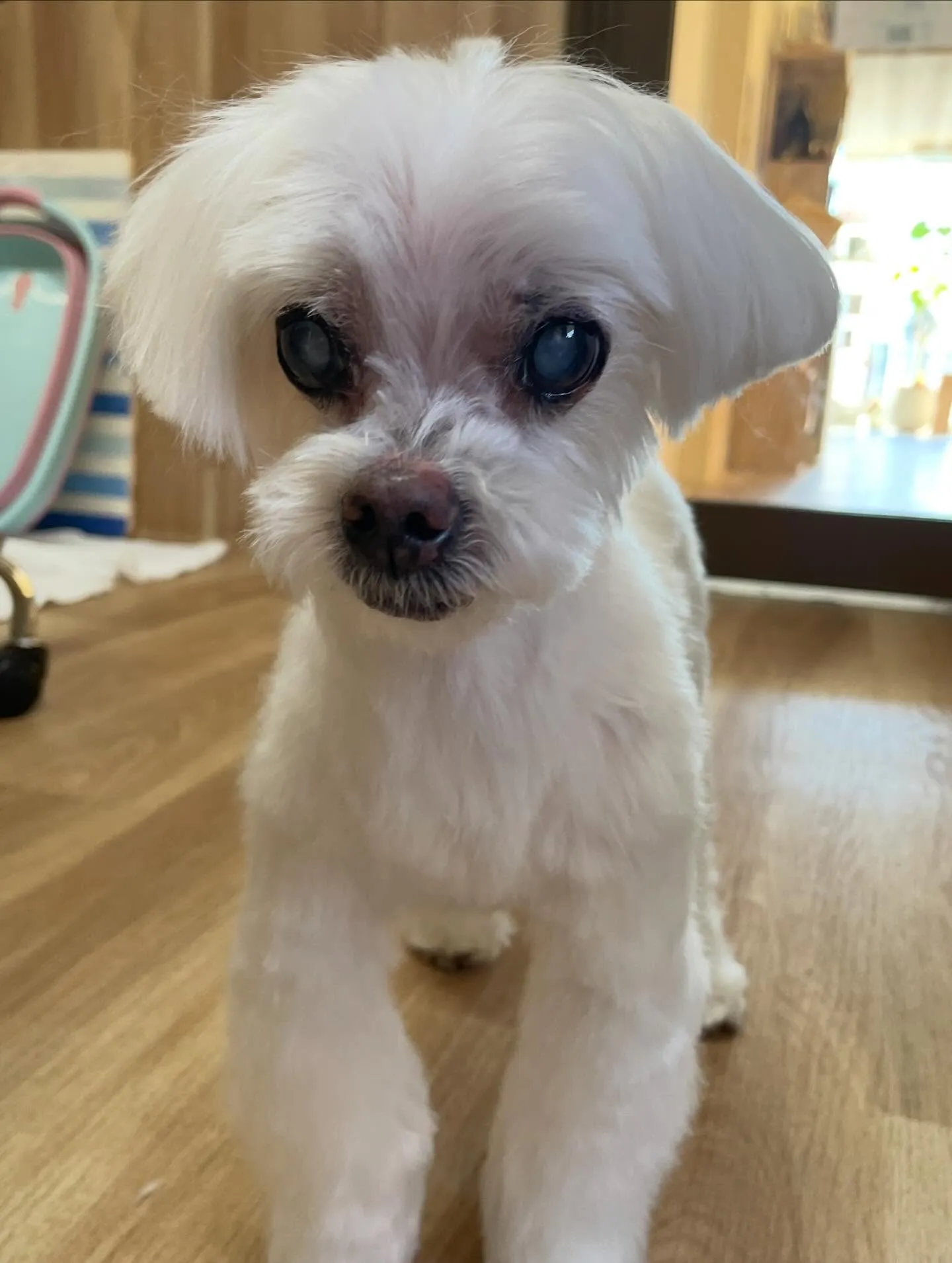 🍃2/22のトリミング🍃マルチーズ🐶｜名東区・千種区・守山区...