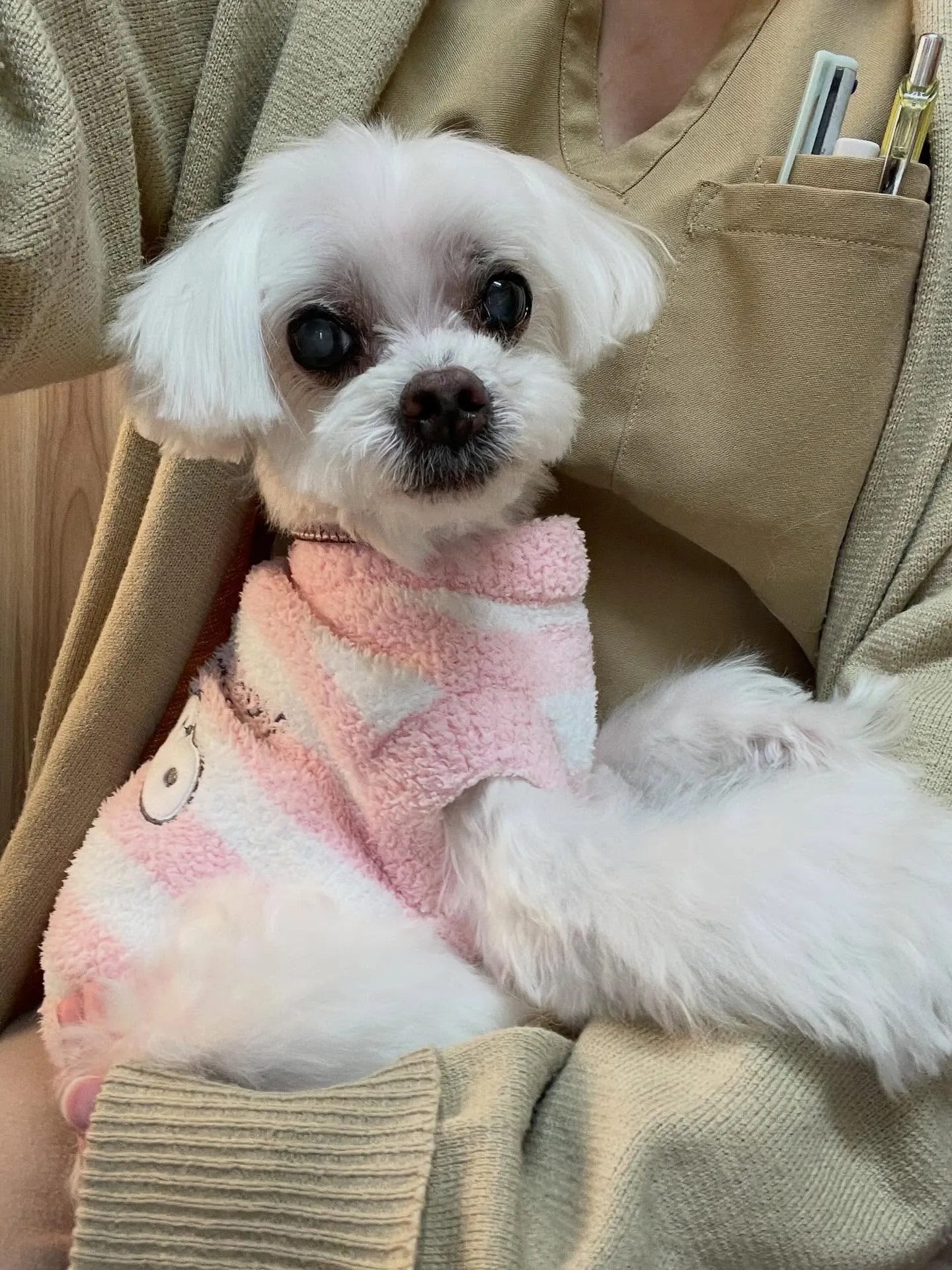 🍃2/22のトリミング🍃マルチーズ🐶｜名東区・千種区・守山区...