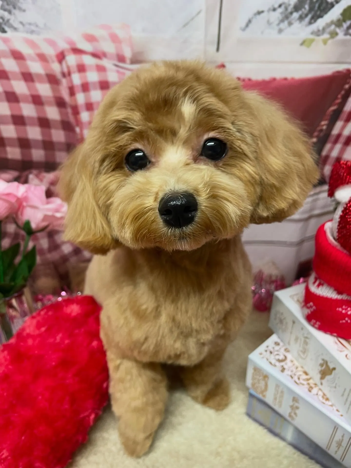 🍃2/22のトリミング🍃ミックス犬🐶｜名東区・千種区・守山区...