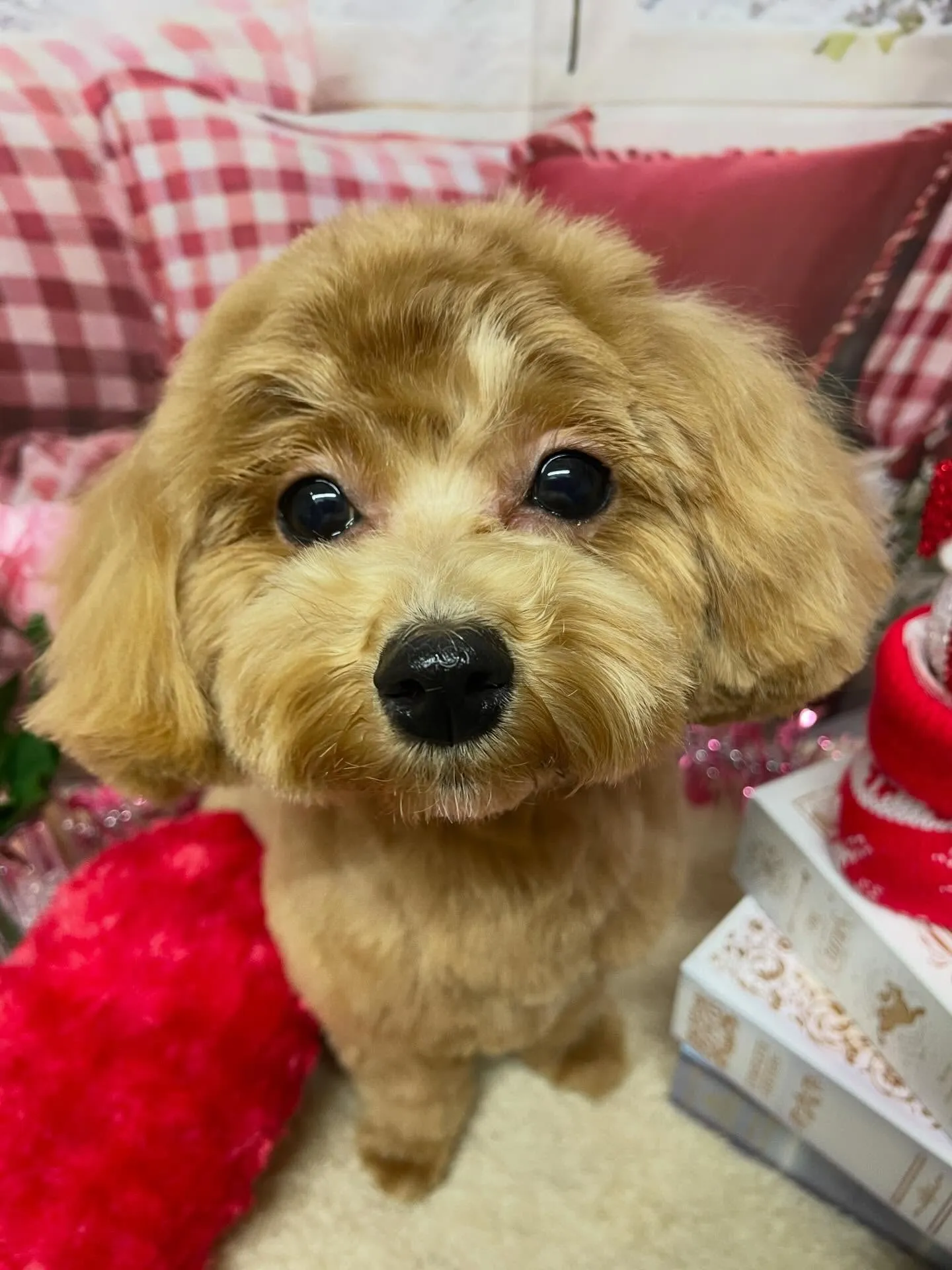 🍃2/22のトリミング🍃ミックス犬🐶｜名東区・千種区・守山区...