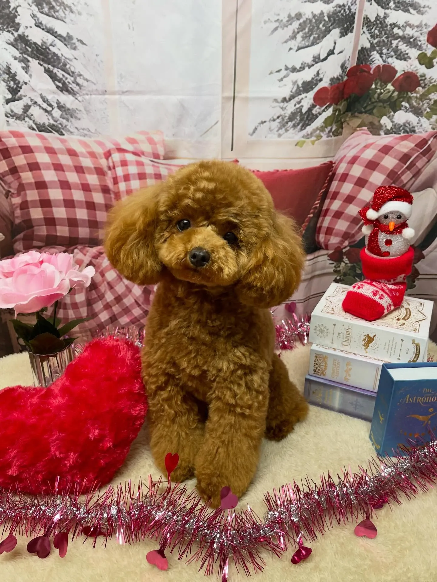 🍃2/24のトリミング🍃プードル🐶チワワ🐶ミックス犬🐶｜名東...