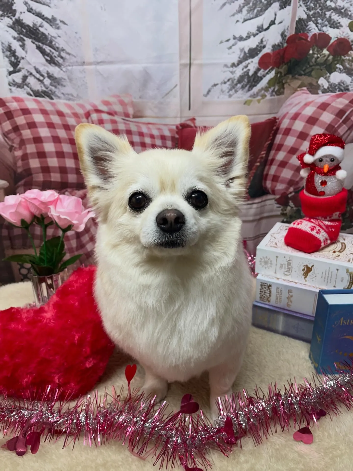 🍃2/24のトリミング🍃プードル🐶チワワ🐶ミックス犬🐶｜名東...