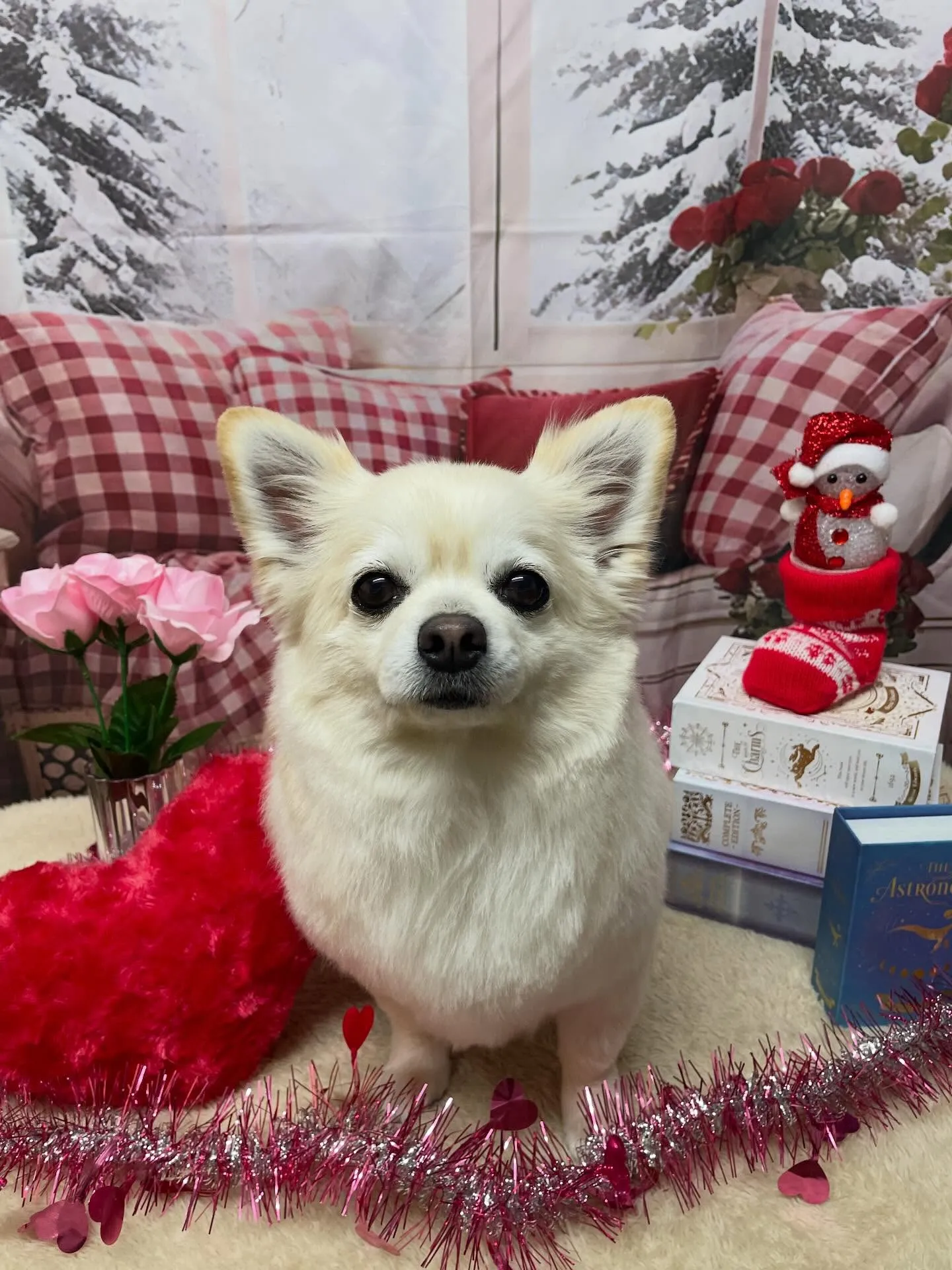 🍃2/24のトリミング🍃プードル🐶チワワ🐶ミックス犬🐶｜名東...