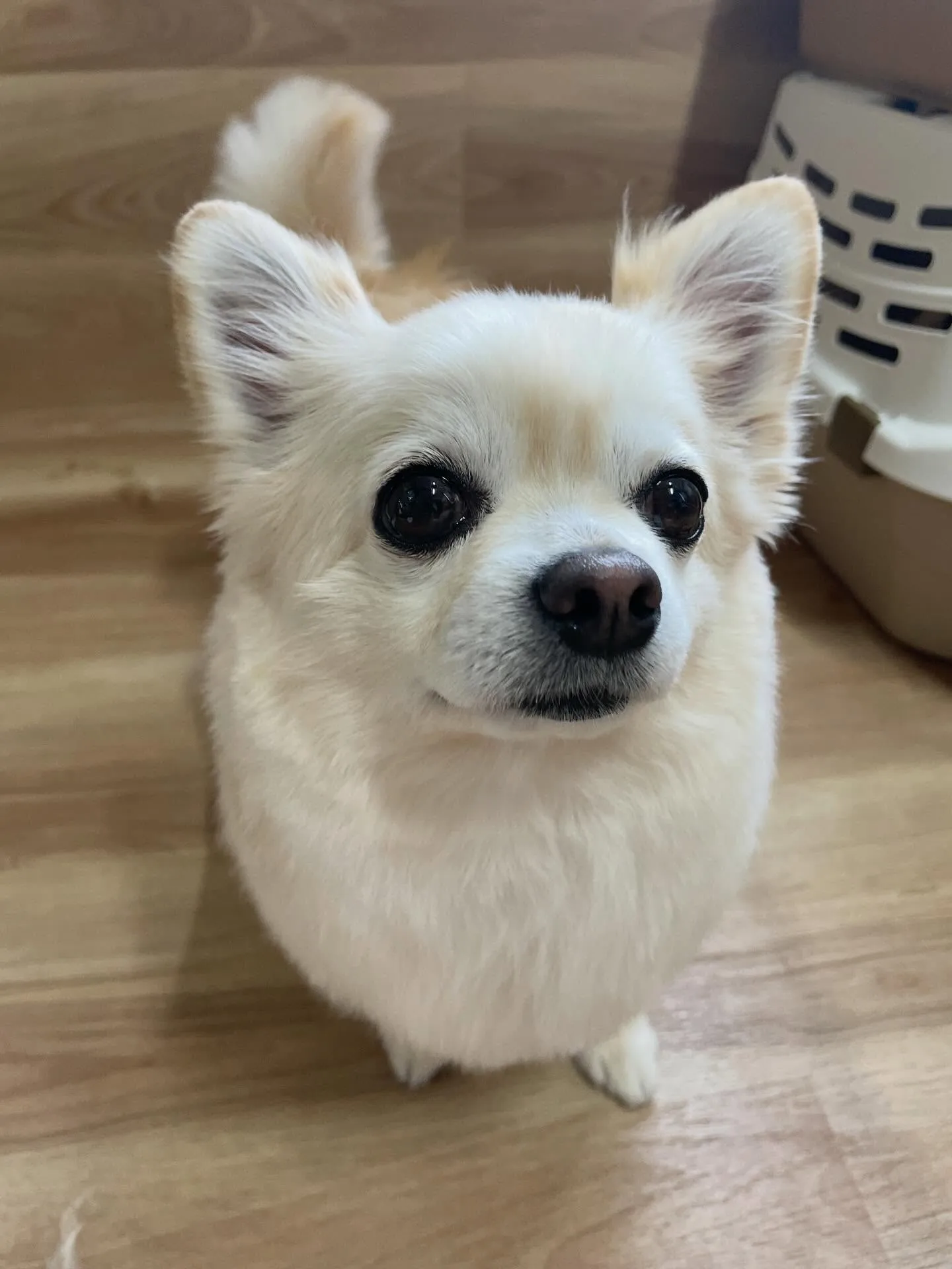 🍃2/24のトリミング🍃プードル🐶チワワ🐶ミックス犬🐶｜名東...