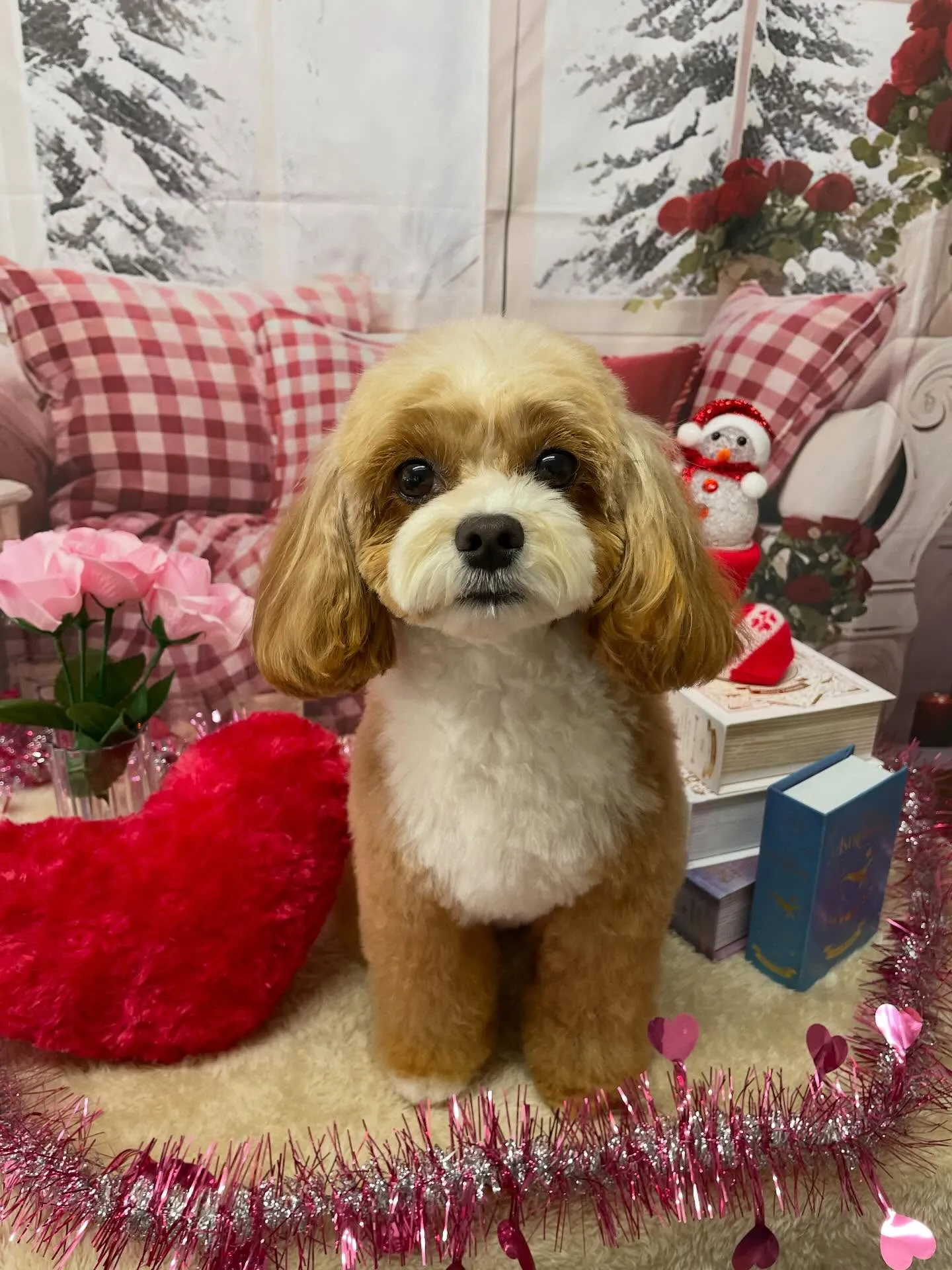 🍃2/24のトリミング🍃プードル🐶チワワ🐶ミックス犬🐶｜名東...