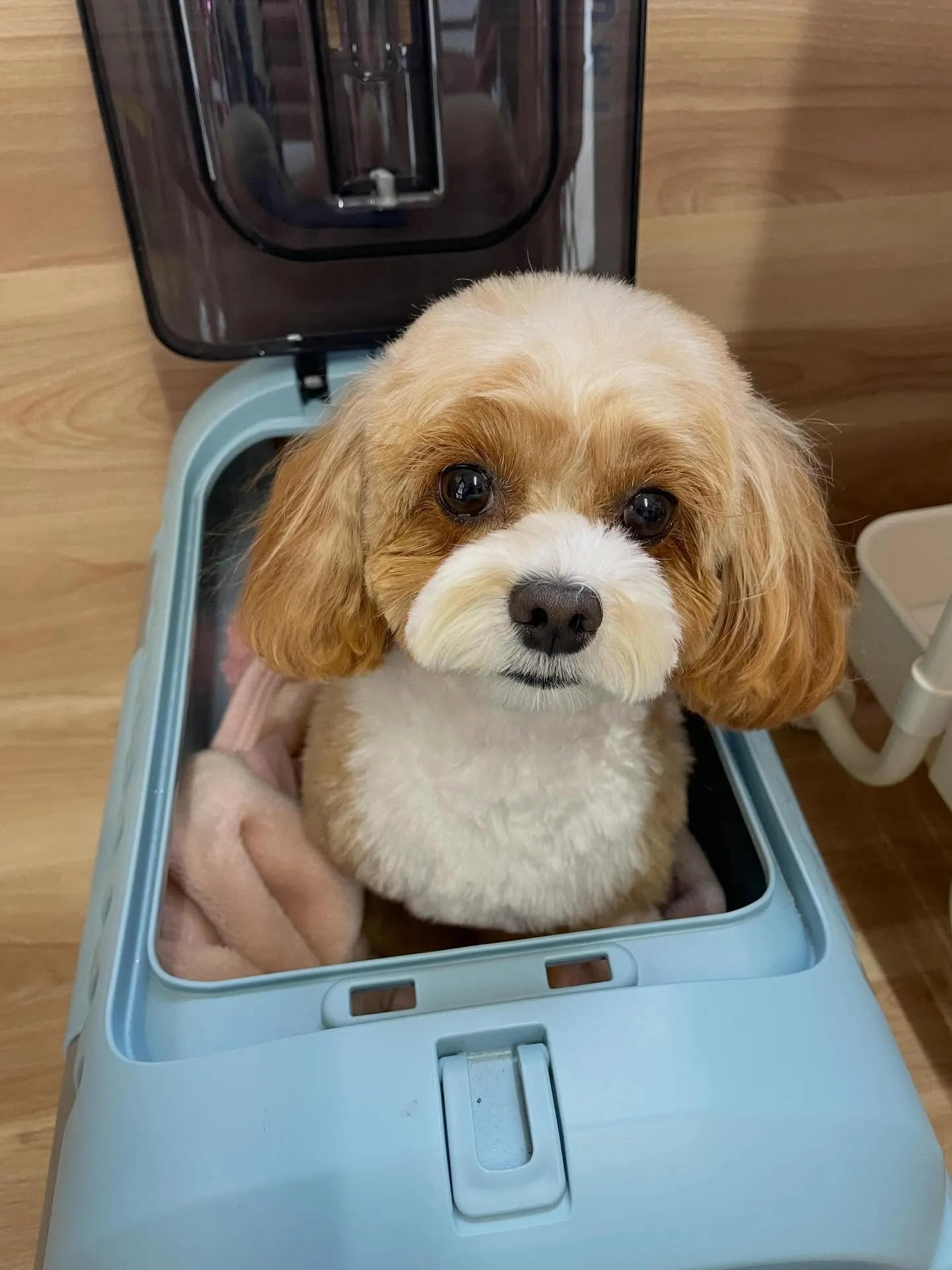 🍃2/24のトリミング🍃プードル🐶チワワ🐶ミックス犬🐶｜名東...