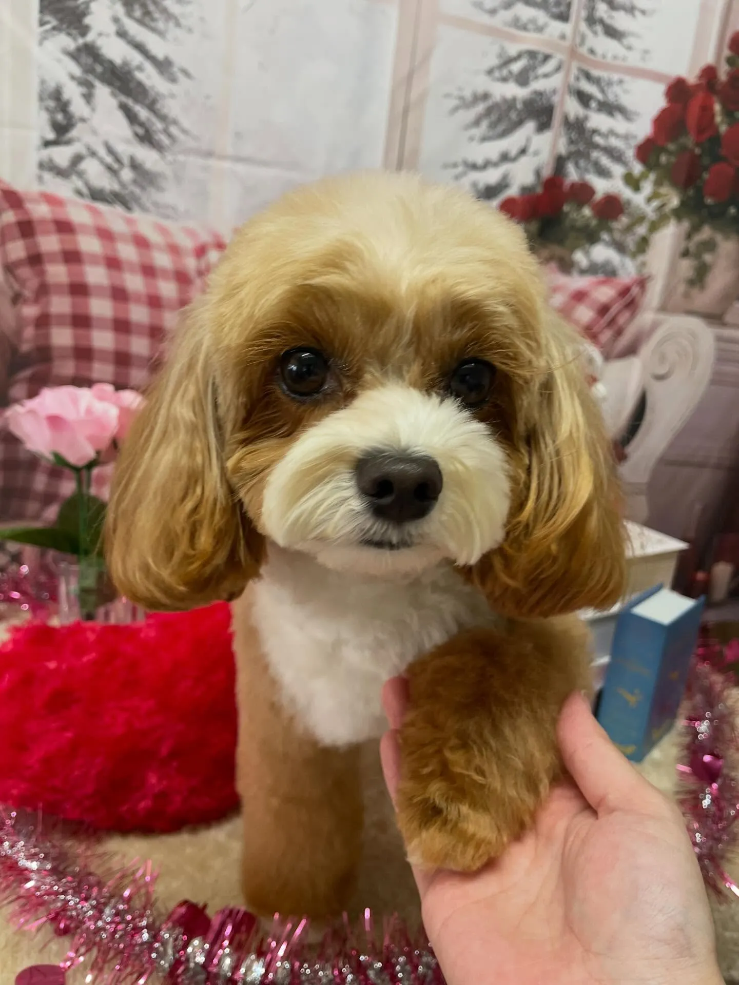 🍃2/24のトリミング🍃プードル🐶チワワ🐶ミックス犬🐶｜名東...