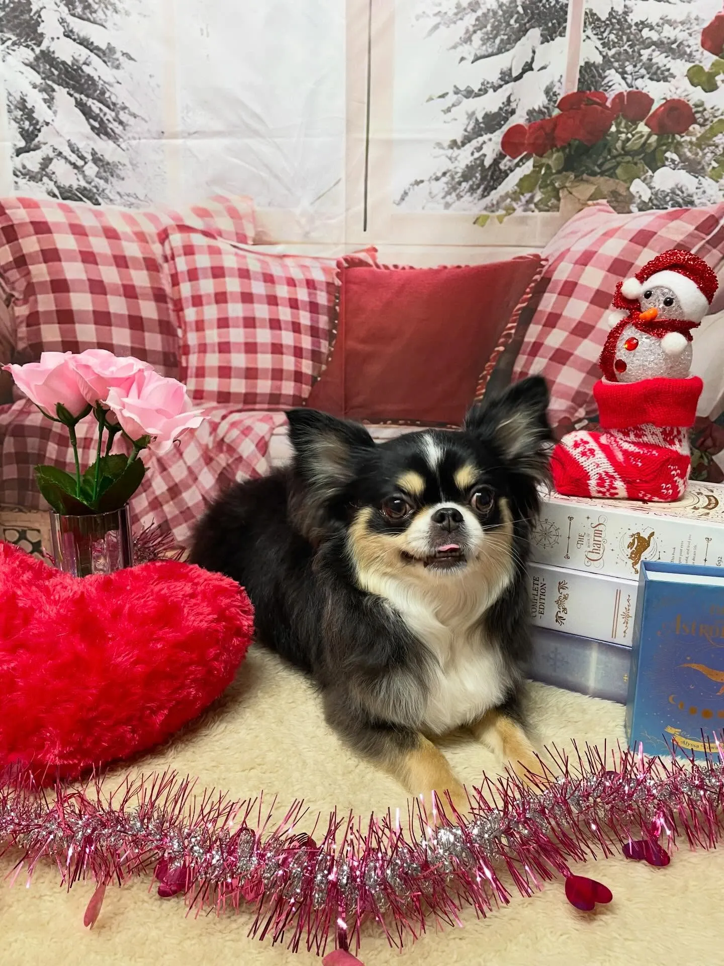 🍃2/24のトリミング🍃チワワ🐶｜名東区・千種区・守山区の動...