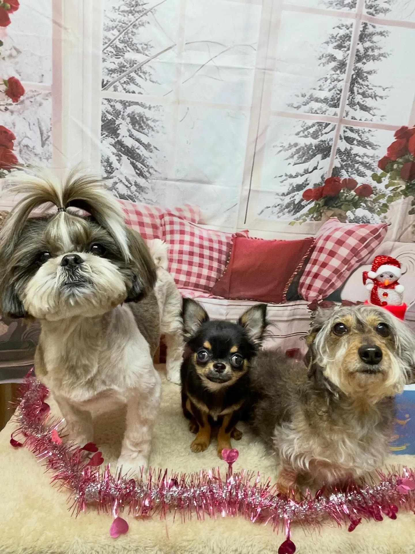 🍃2/25のトリミング🍃シーズー🐶ダックス🐶チワワ🐶|名東区...