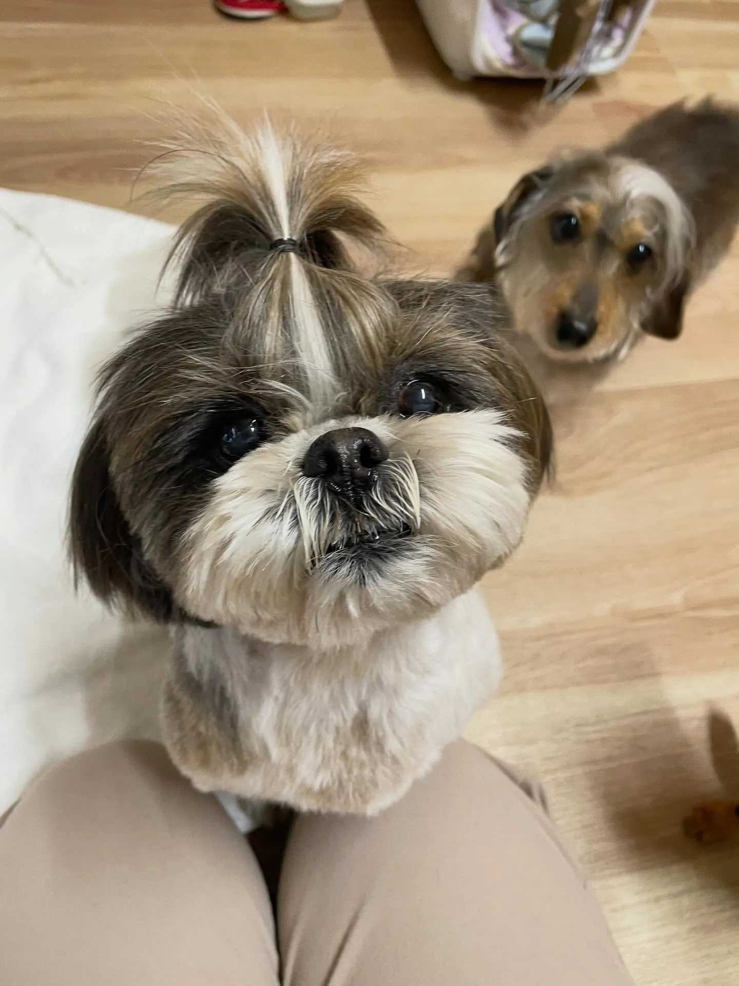 🍃2/25のトリミング🍃シーズー🐶ダックス🐶チワワ🐶|名東区...