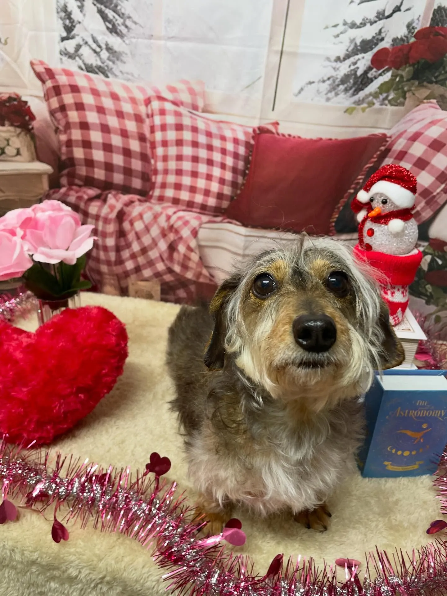 🍃2/25のトリミング🍃シーズー🐶ダックス🐶チワワ🐶|名東区...