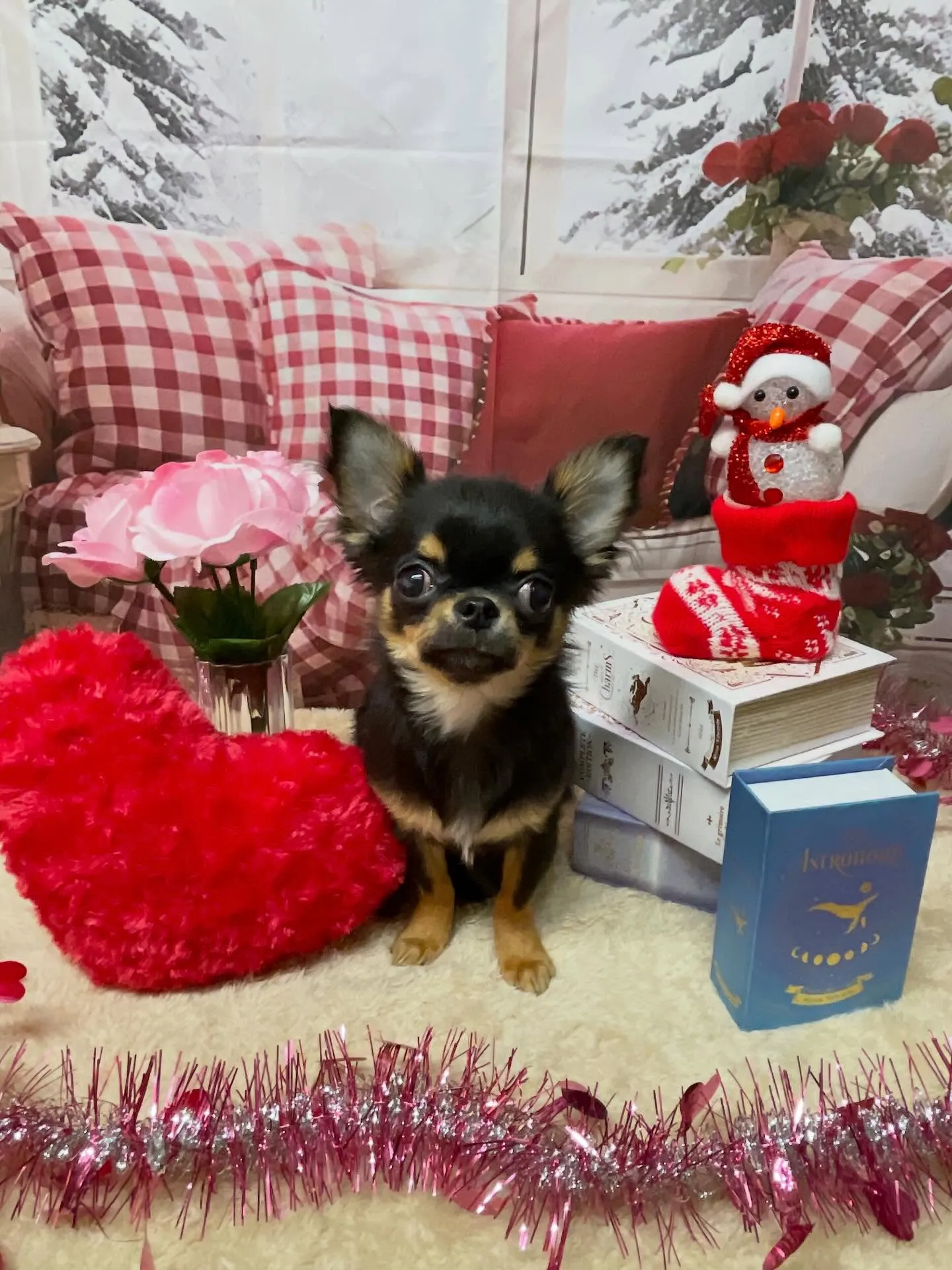 🍃2/25のトリミング🍃シーズー🐶ダックス🐶チワワ🐶|名東区...