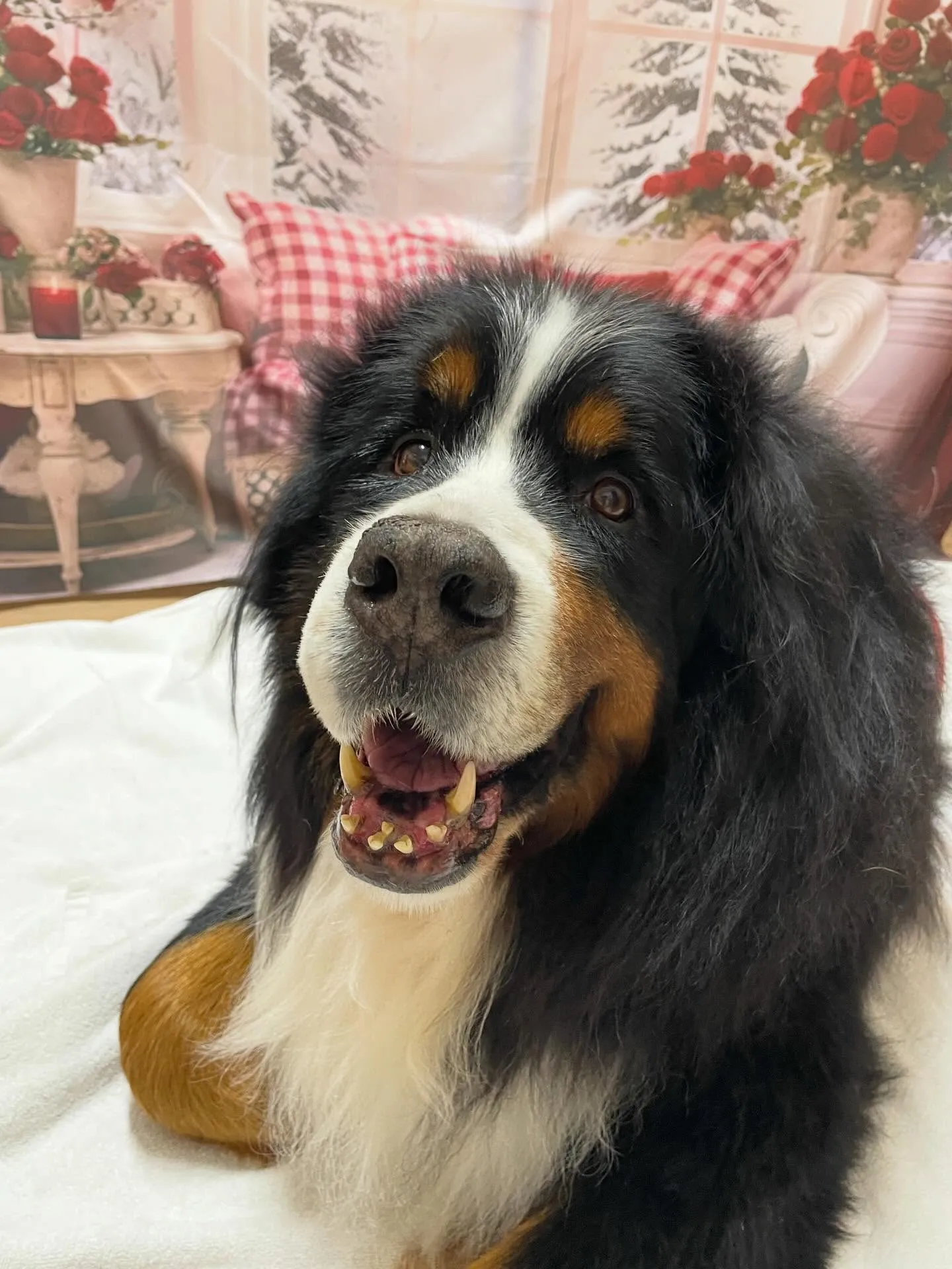 🍃2/26のトリミング🍃バーニーズマウンテンドッグ🐶|名東区...