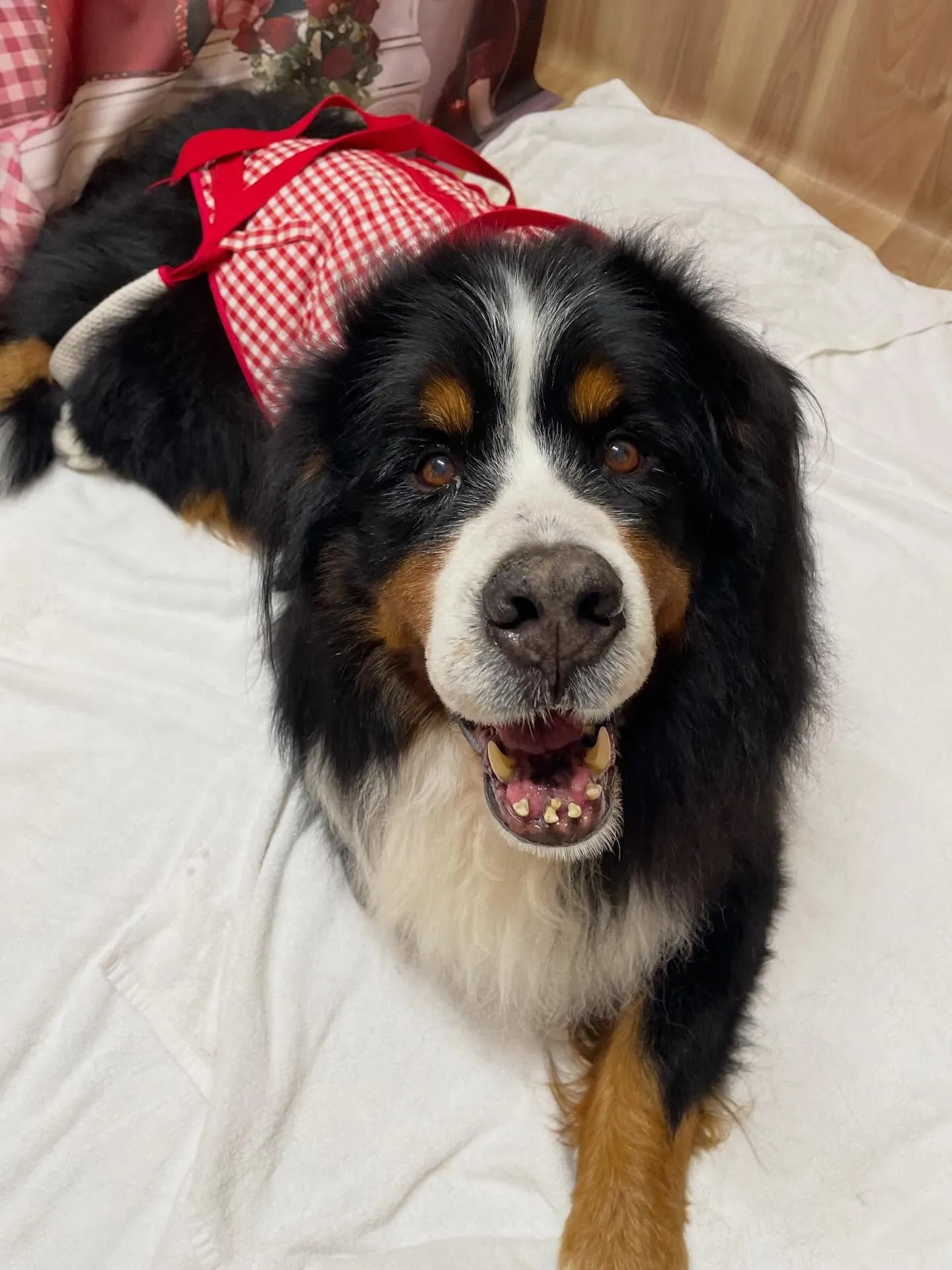 🍃2/26のトリミング🍃バーニーズマウンテンドッグ🐶|名東区...