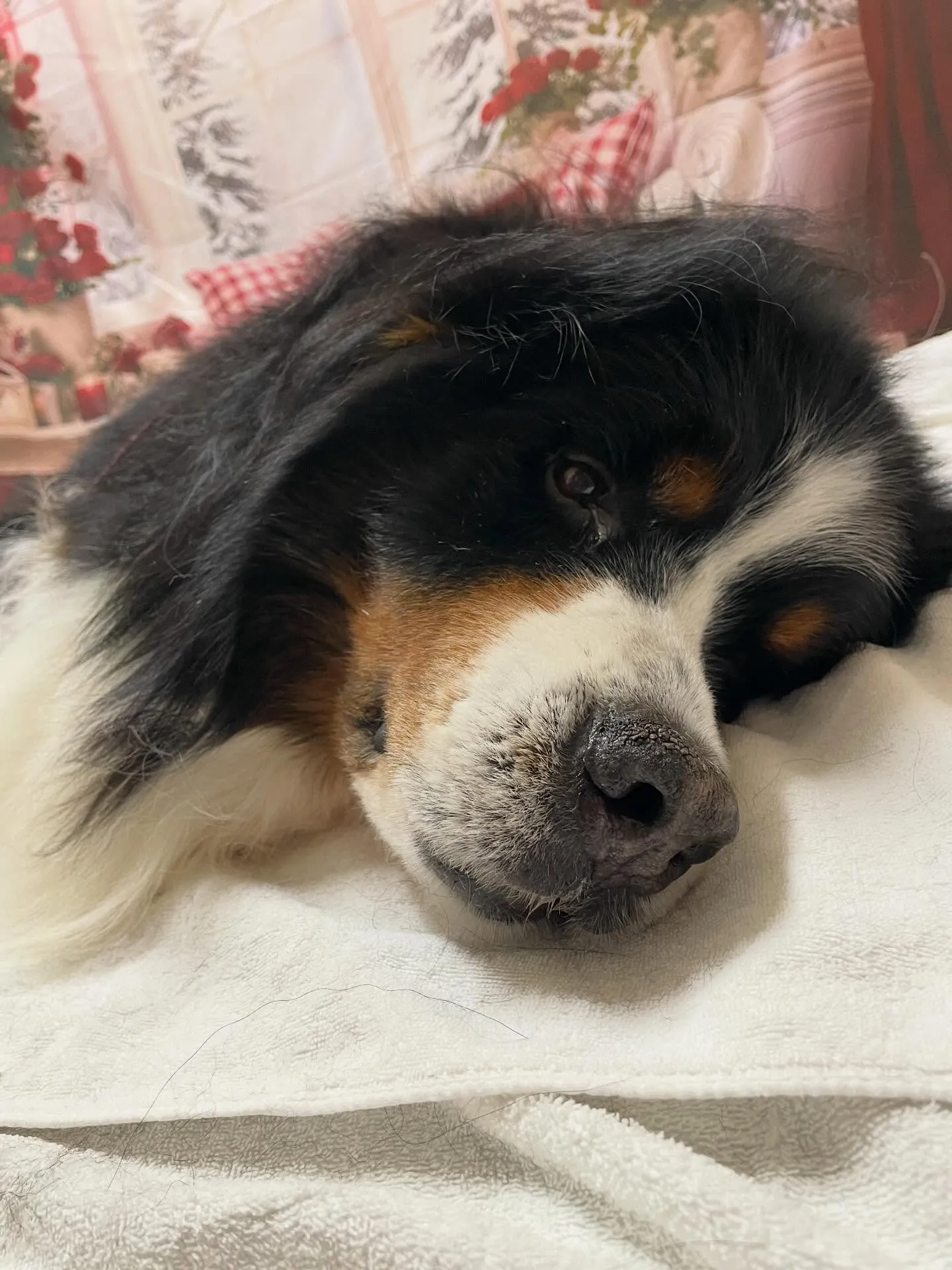 🍃2/26のトリミング🍃バーニーズマウンテンドッグ🐶|名東区...