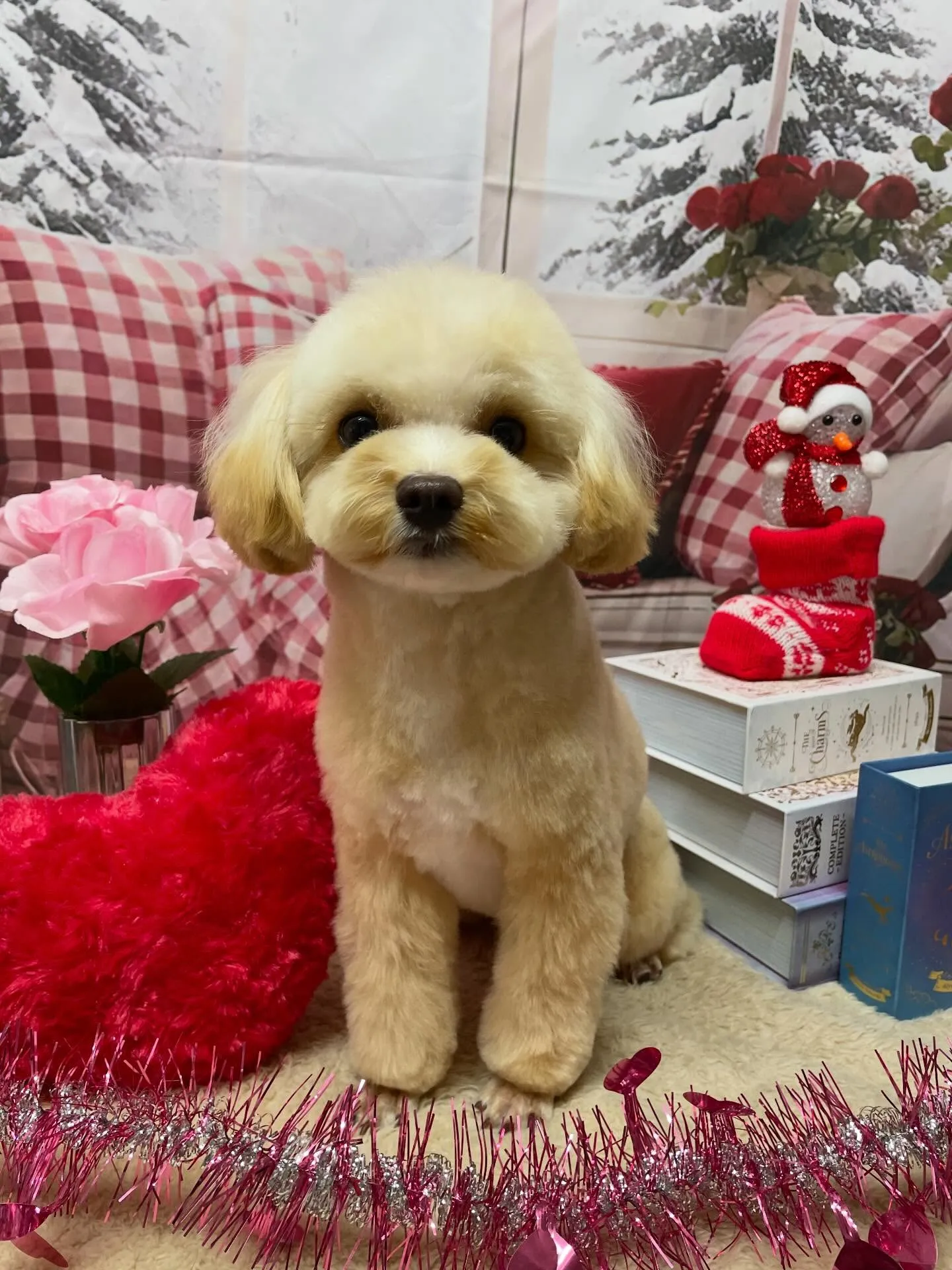 🍃2/26のトリミング🍃ミックス犬🐶|名東区・千種区・守山区...