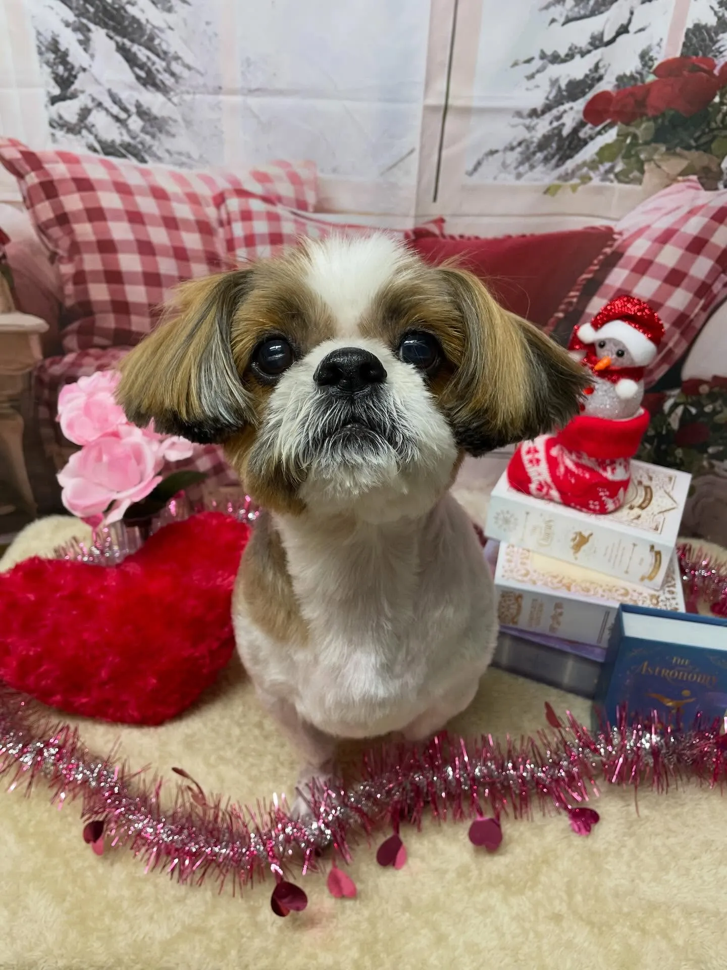 🍃2/26のトリミング🍃シーズー🐶|名東区・千種区・守山区の...