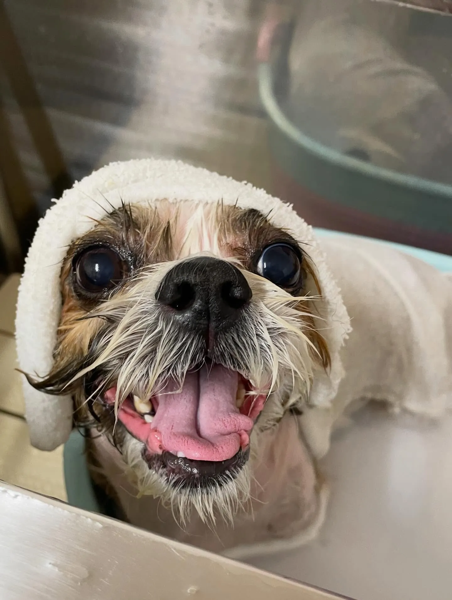 🍃2/26のトリミング🍃シーズー🐶｜名東区・千種区・守山区の...