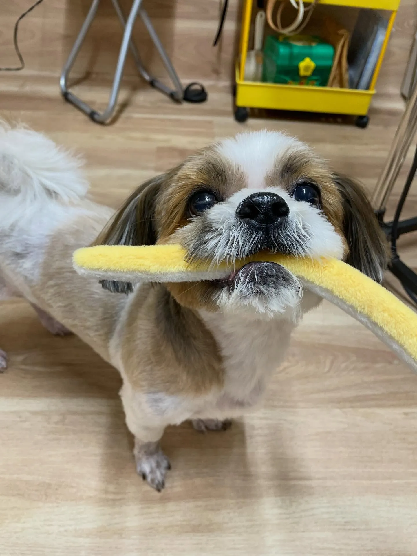 🍃2/26のトリミング🍃シーズー🐶｜名東区・千種区・守山区の...