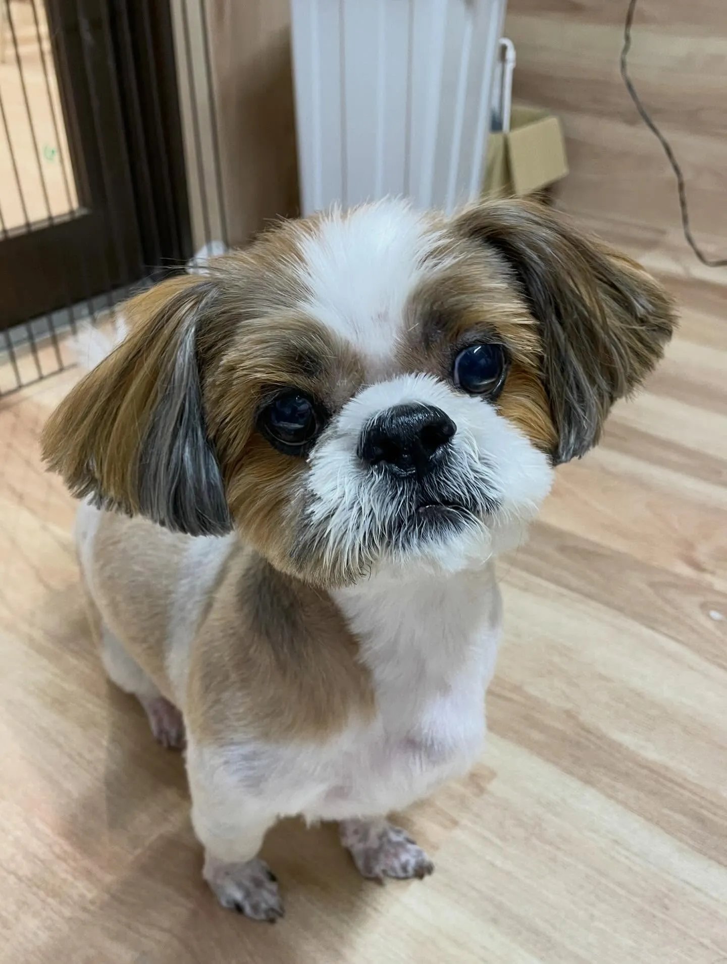 🍃2/26のトリミング🍃シーズー🐶｜名東区・千種区・守山区の...