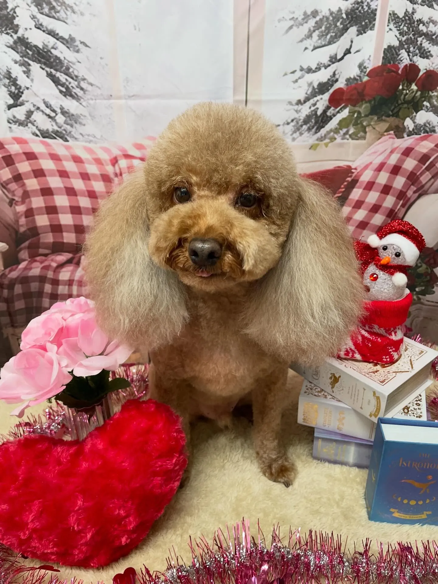 🍃2/28のトリミング🍃プードル🐶|名東区・千種区・守山区の...