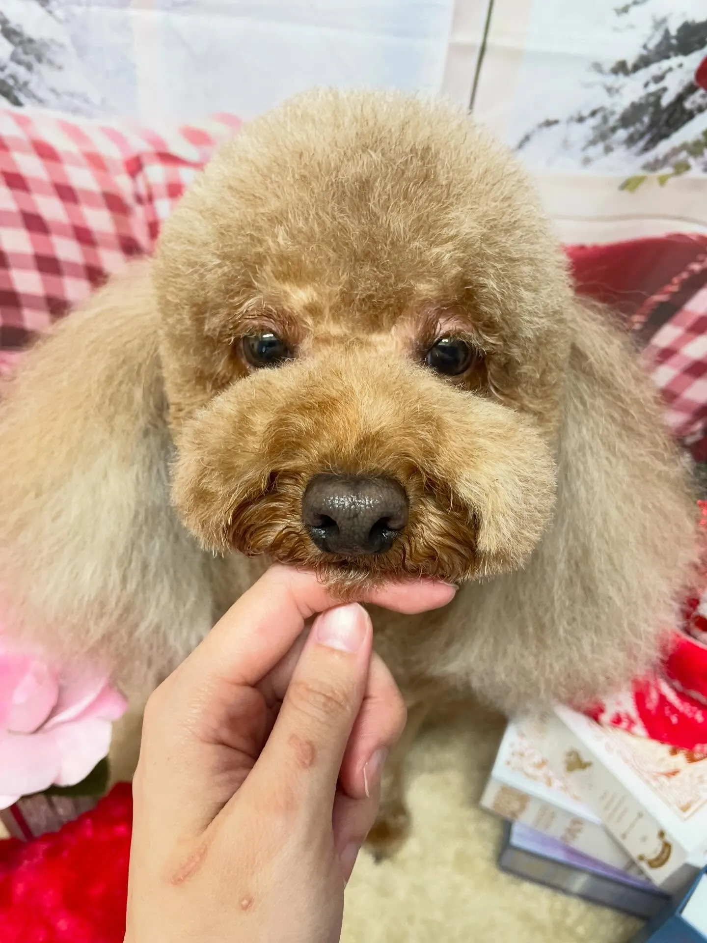 🍃2/28のトリミング🍃プードル🐶｜名東区・千種区・守山区の...