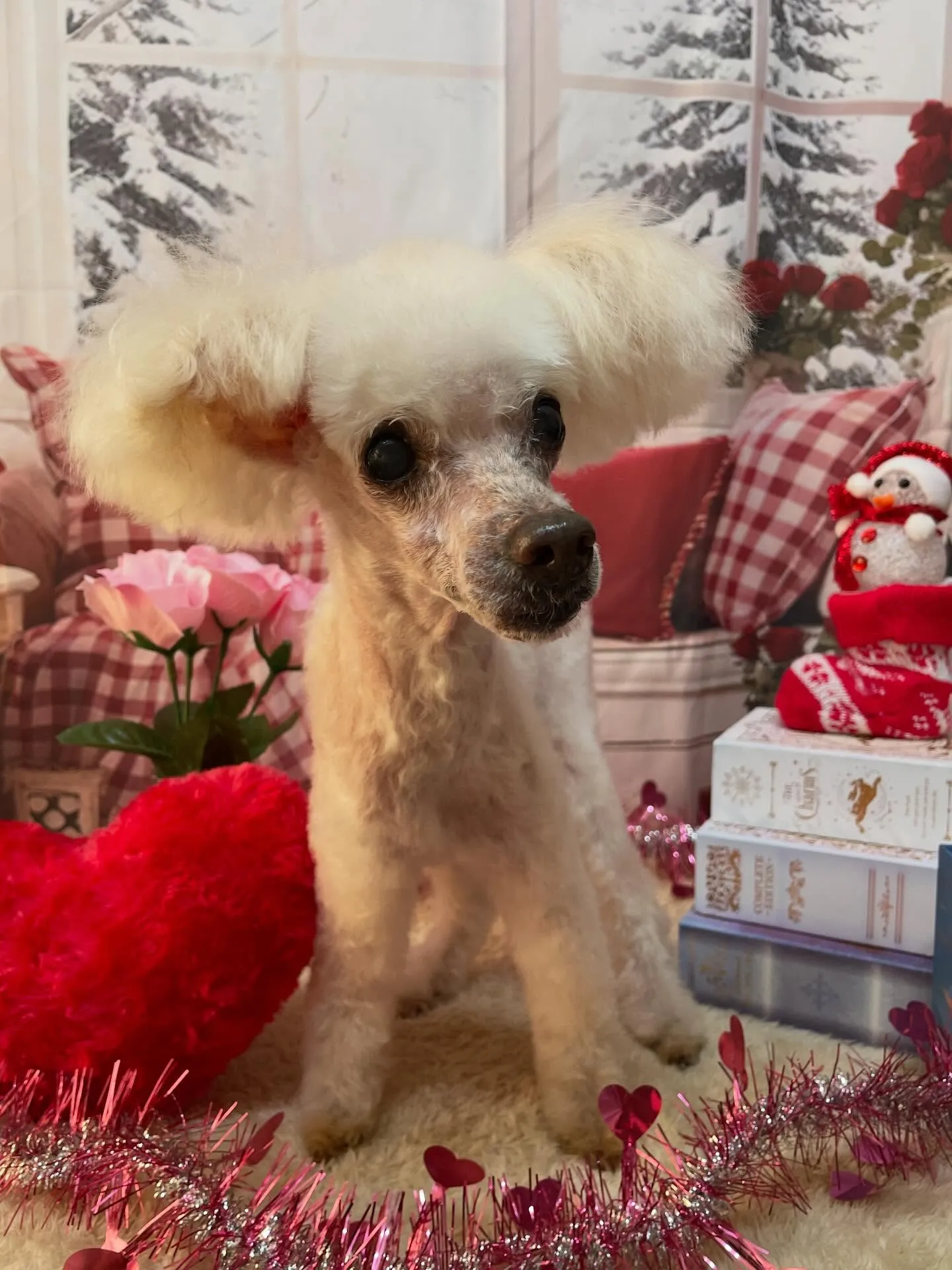 🍃2/28のトリミング🍃プードル🐶|名東区・千種区・守山区の...